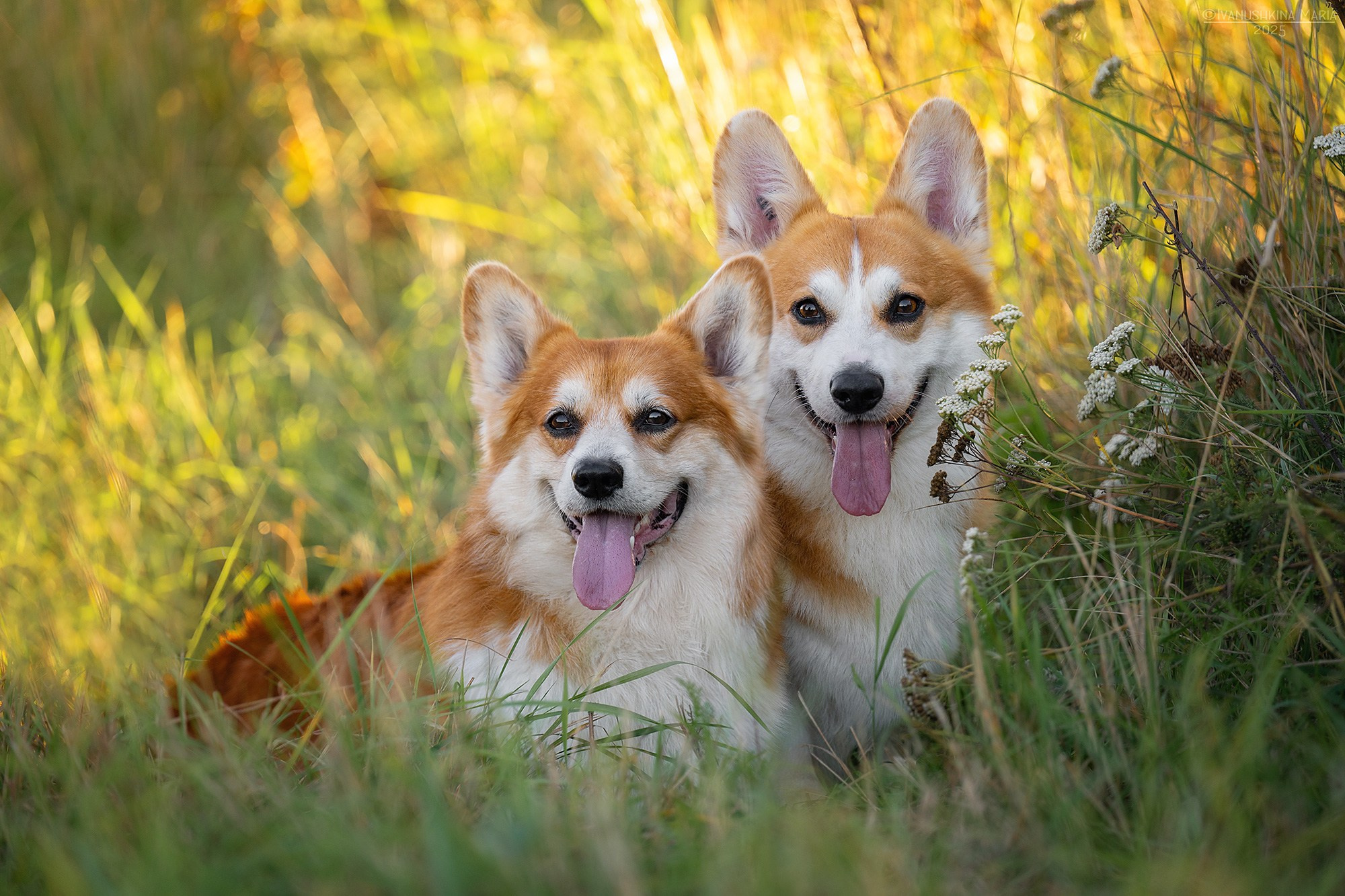 Фотограф-анималист. Фотограф собак в Москве и Московской области Иванушкина Мария