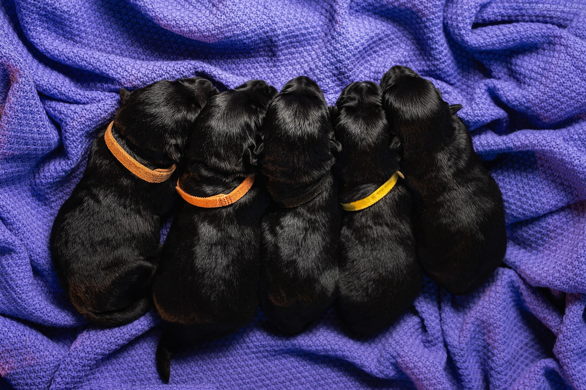 Ньюборн фотосессия щенков. Фотограф собак в Москве и Московской области Иванушкина Мария