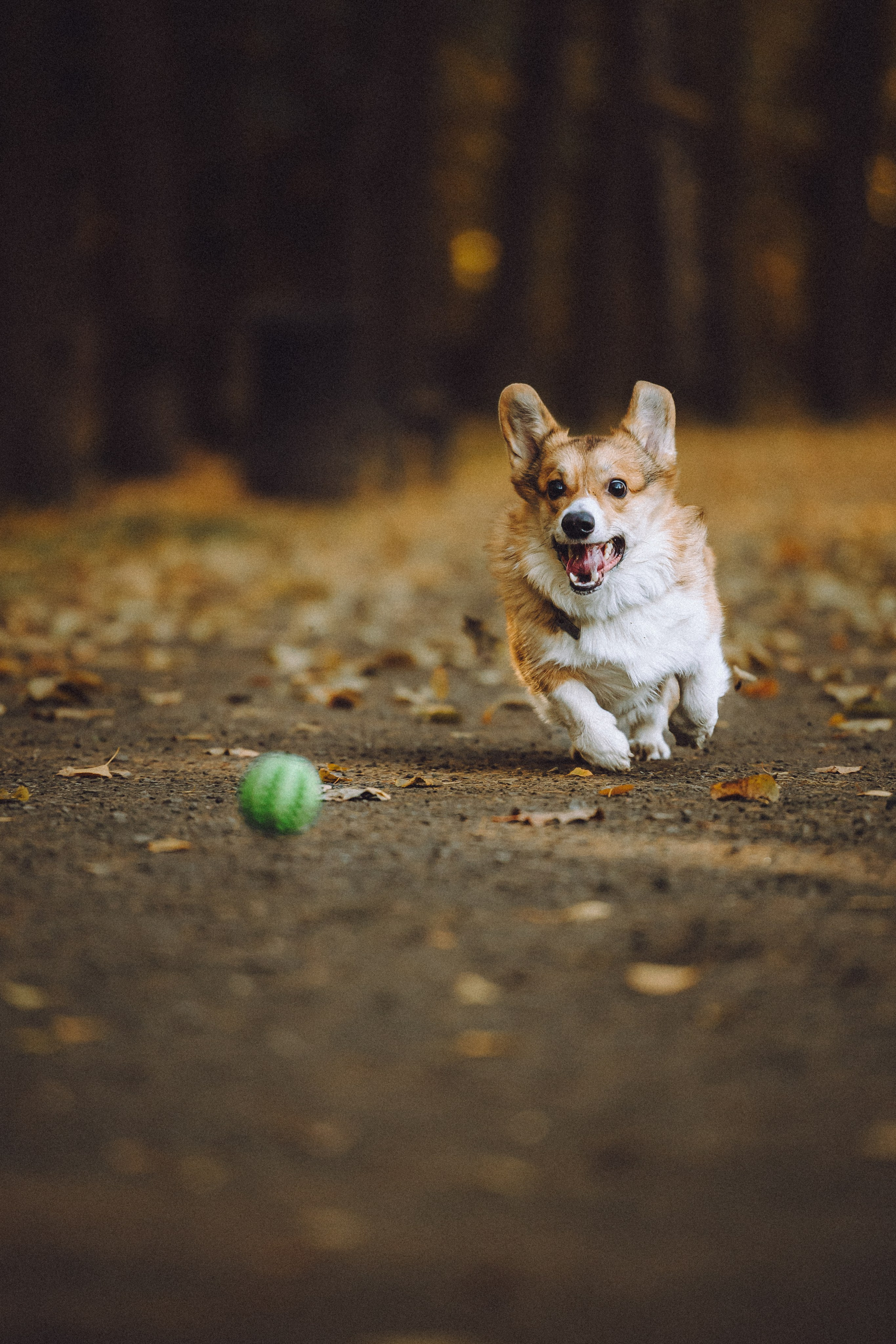 Карина, Даня и Аркаша