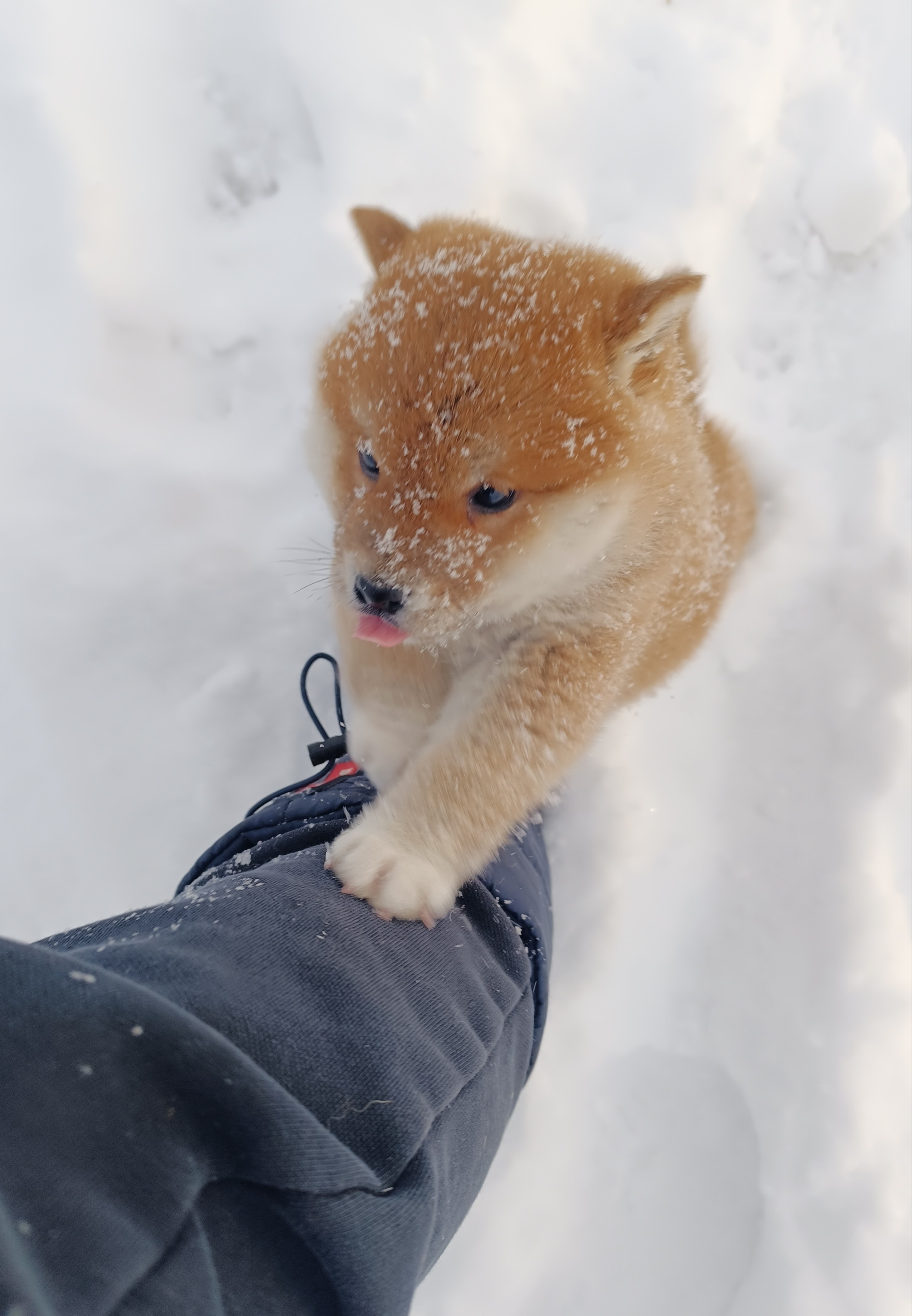 сиба питомник Рубилайт щенки на продажу rubylight  сиба щенки купить СПб Санкт-Петербург 
