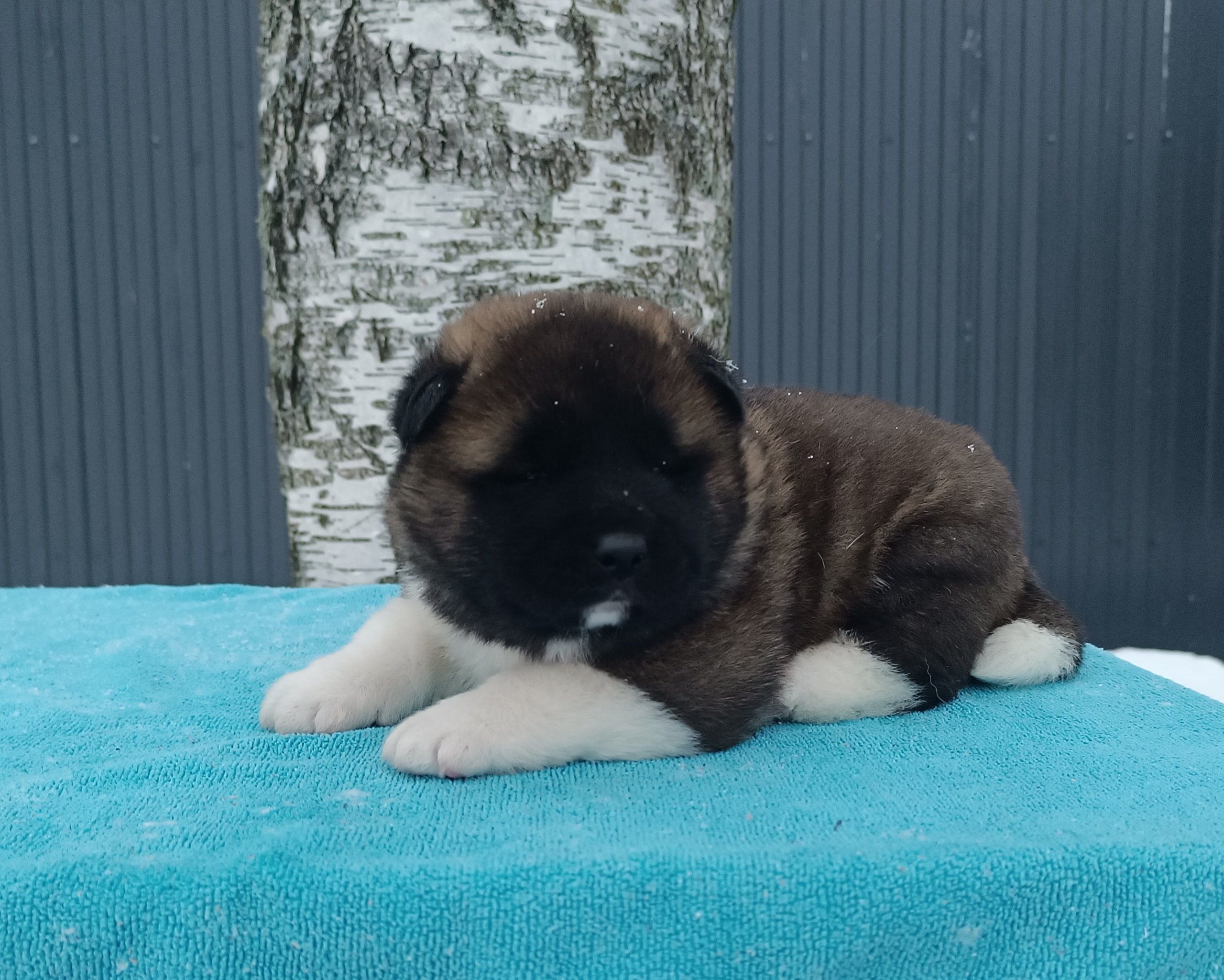 Американская акита  щенки питомник Санкт-Петербург клубные щенки Американская акита питомник RUBYLIGHT Рубилайт купить щенка американской акиты