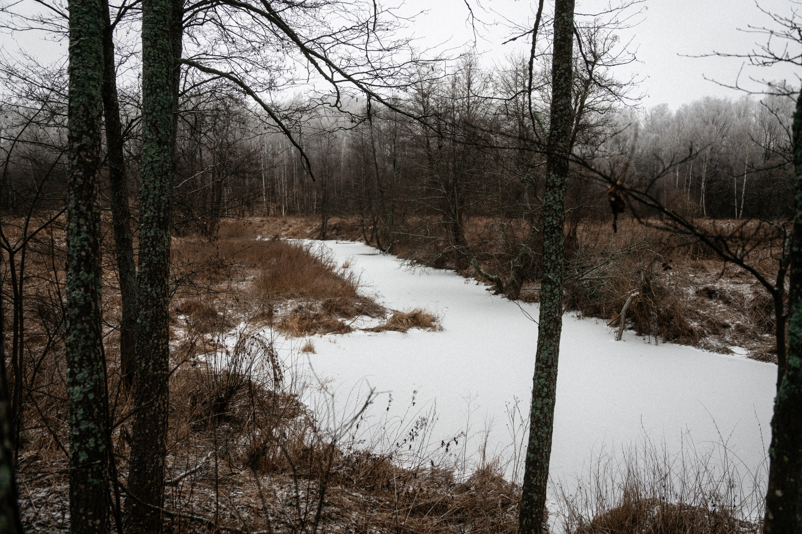 Прогулка по оврагу близ реки. Vlad Trykov