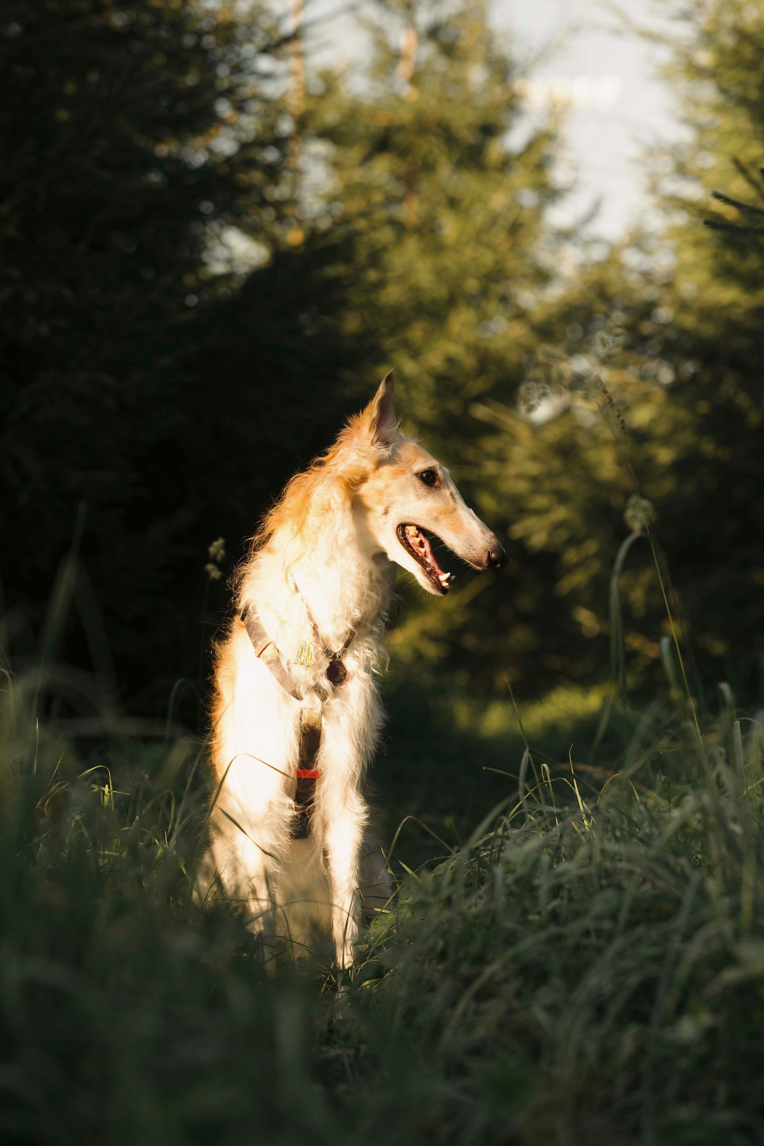 Тайга. Фотограф- анималист Александра Матвеева