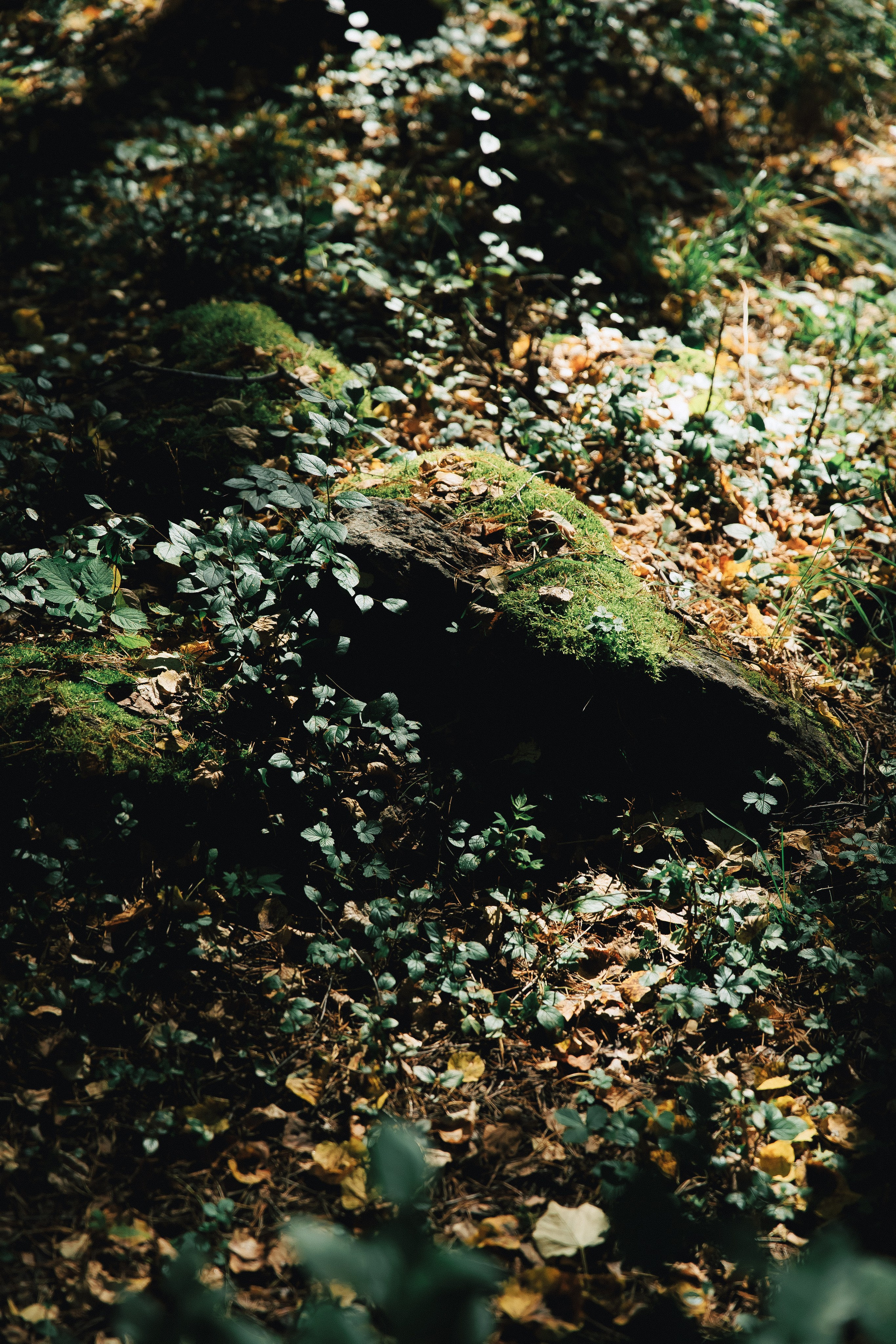 Антонина & Ярослав