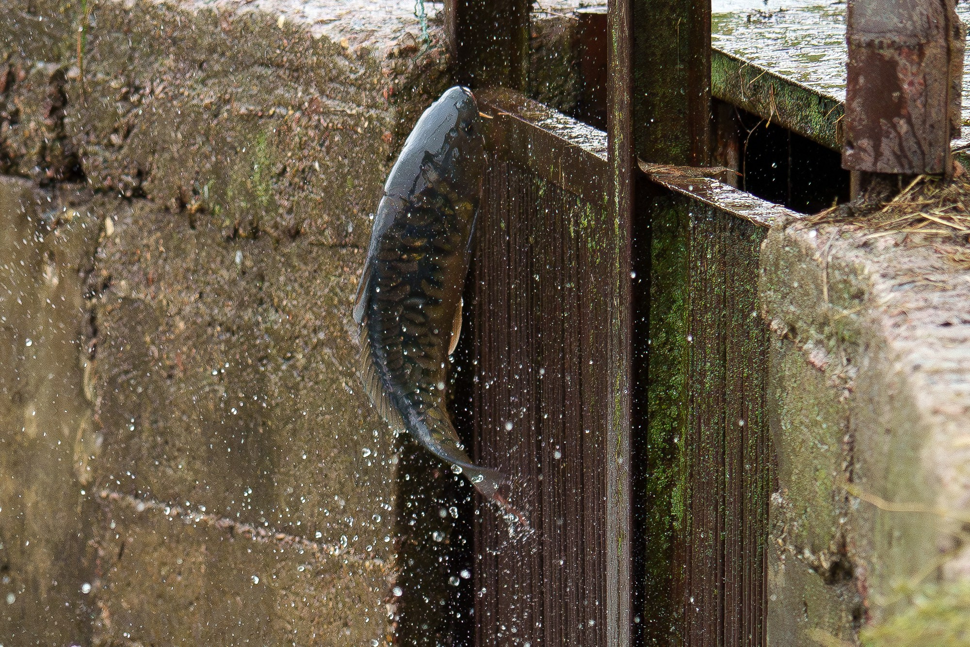 Животные. Ваш личный фотограф Марина Волкова