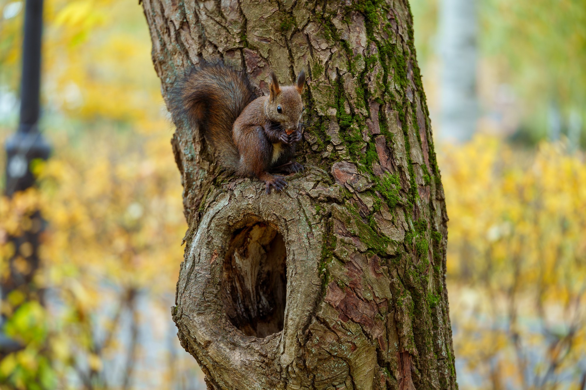 Животные. Ваш личный фотограф Марина Волкова