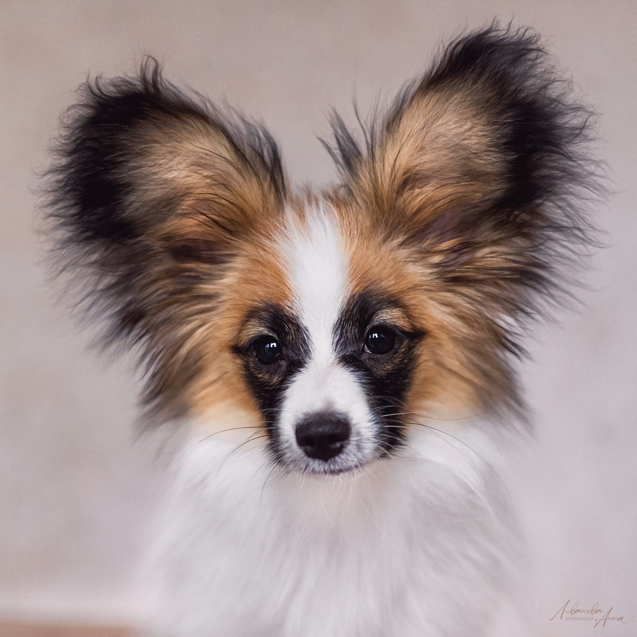 Хьюстон. Фотограф анималист Аня Ливанова | Рыбинск