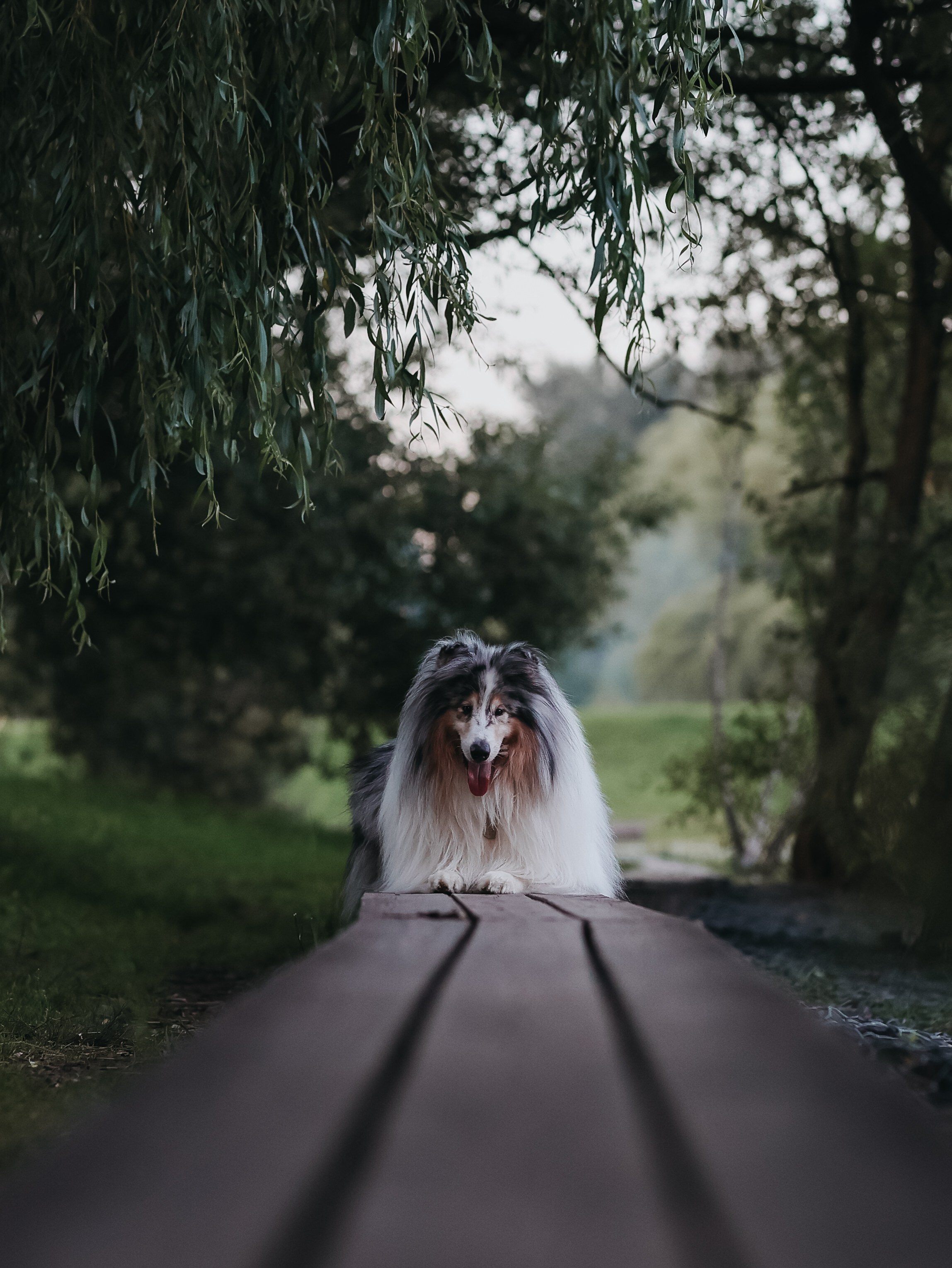 Гранд и Инга. Фотограф-анималист в Москве Кириллова Татьяна