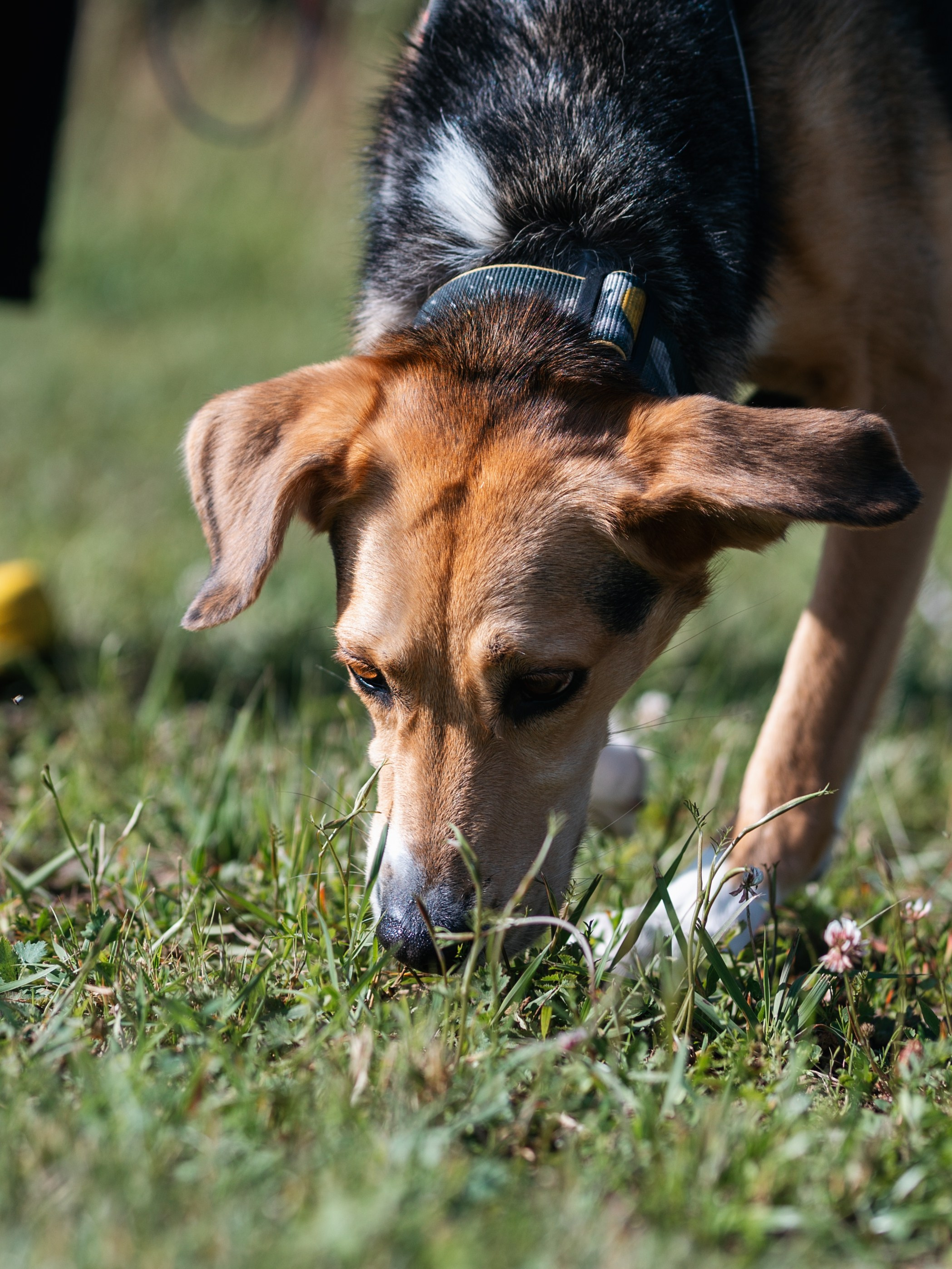 Лагерь ноузворк. Фотограф-анималист в Москве Кириллова Татьяна