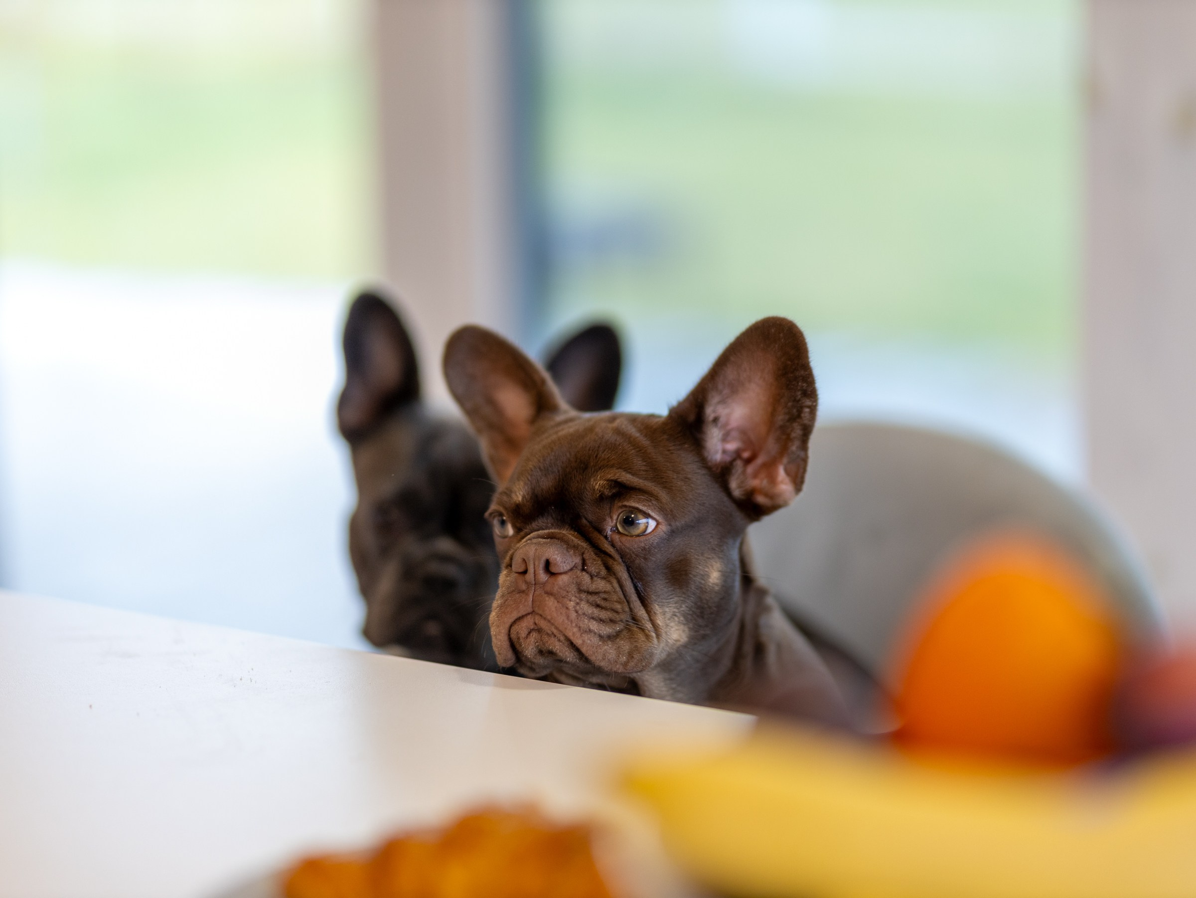 Семейный завтрак. Фотограф-анималист в Москве Кириллова Татьяна