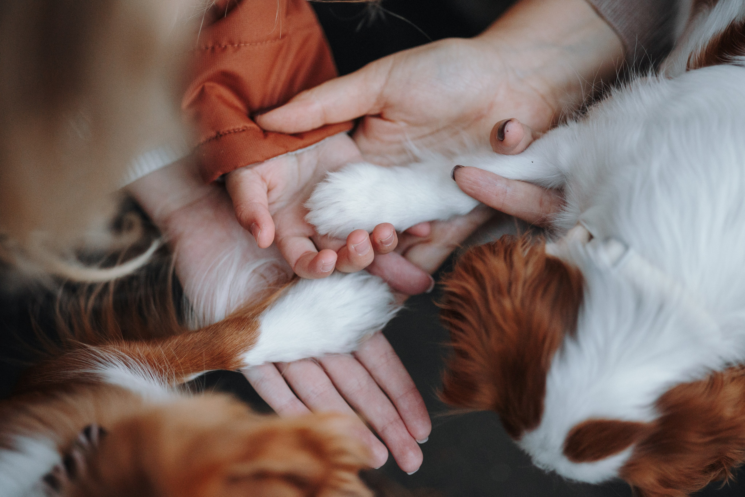 Семейная история. Фотограф — Анималист | Санкт-Петербург