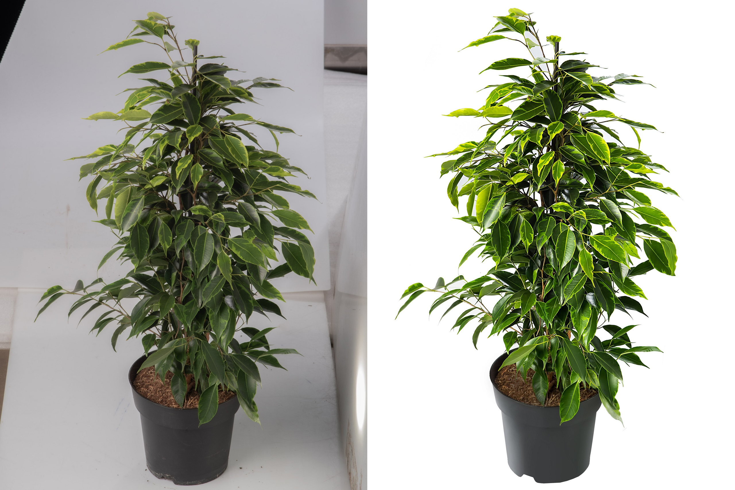 Ретушь растений и овощей | Студия SVITHART