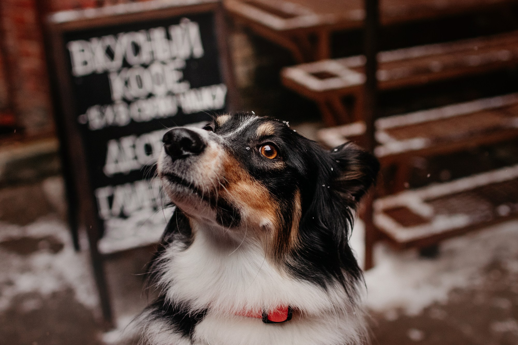Соня и Юки. Фотограф Наталья Потапова