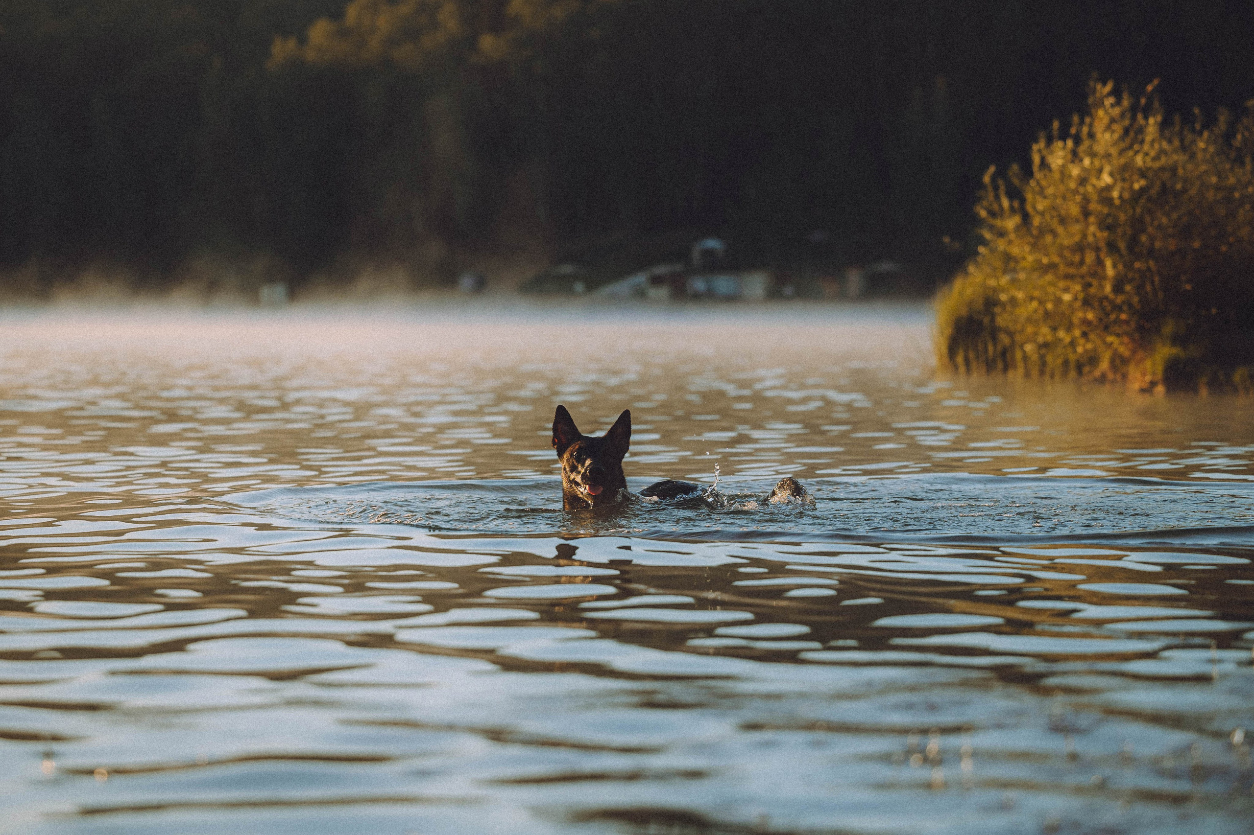 Таня, Ерш и Оллик