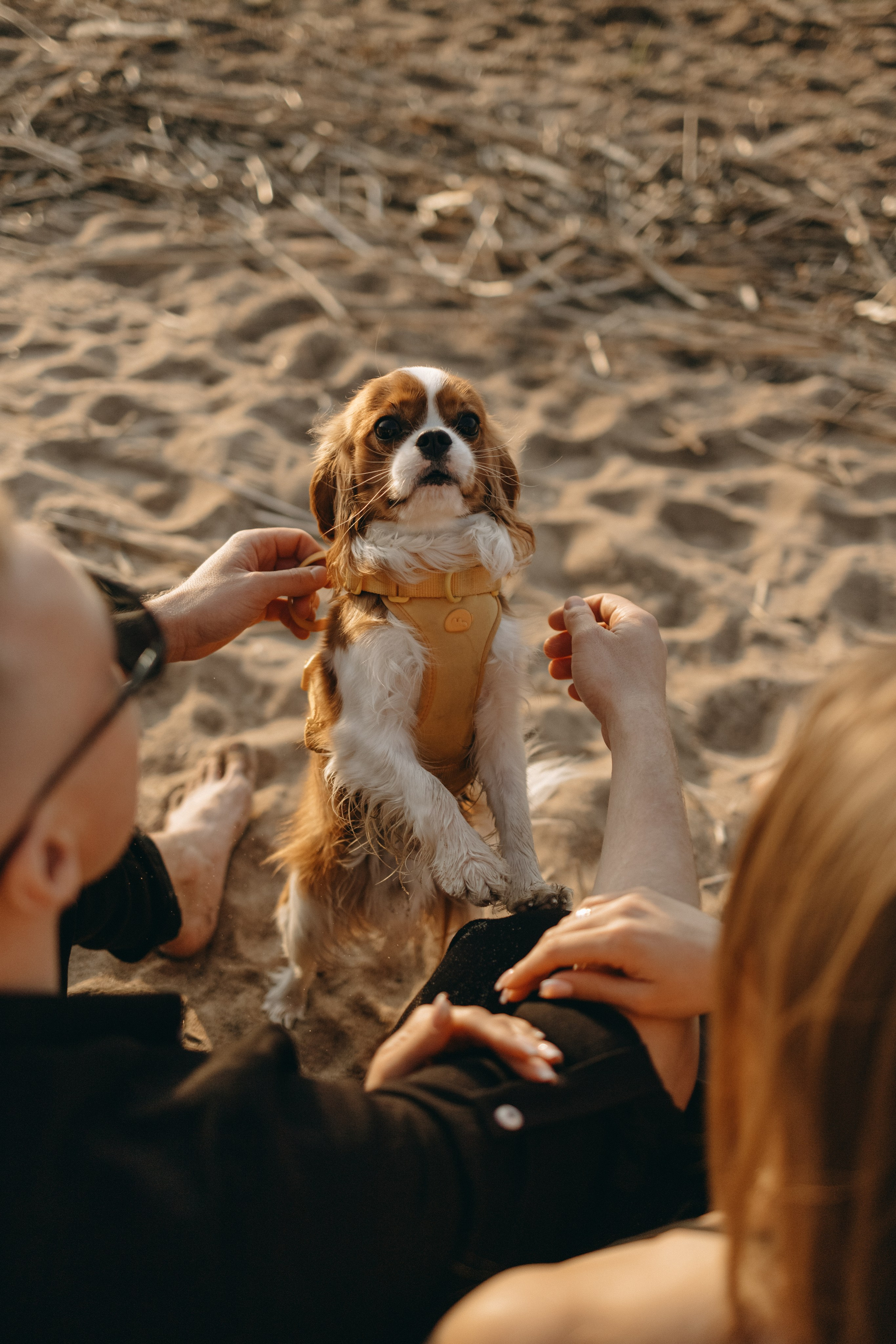 Лу и его семья. Фотограф — Анималист | Санкт-Петербург