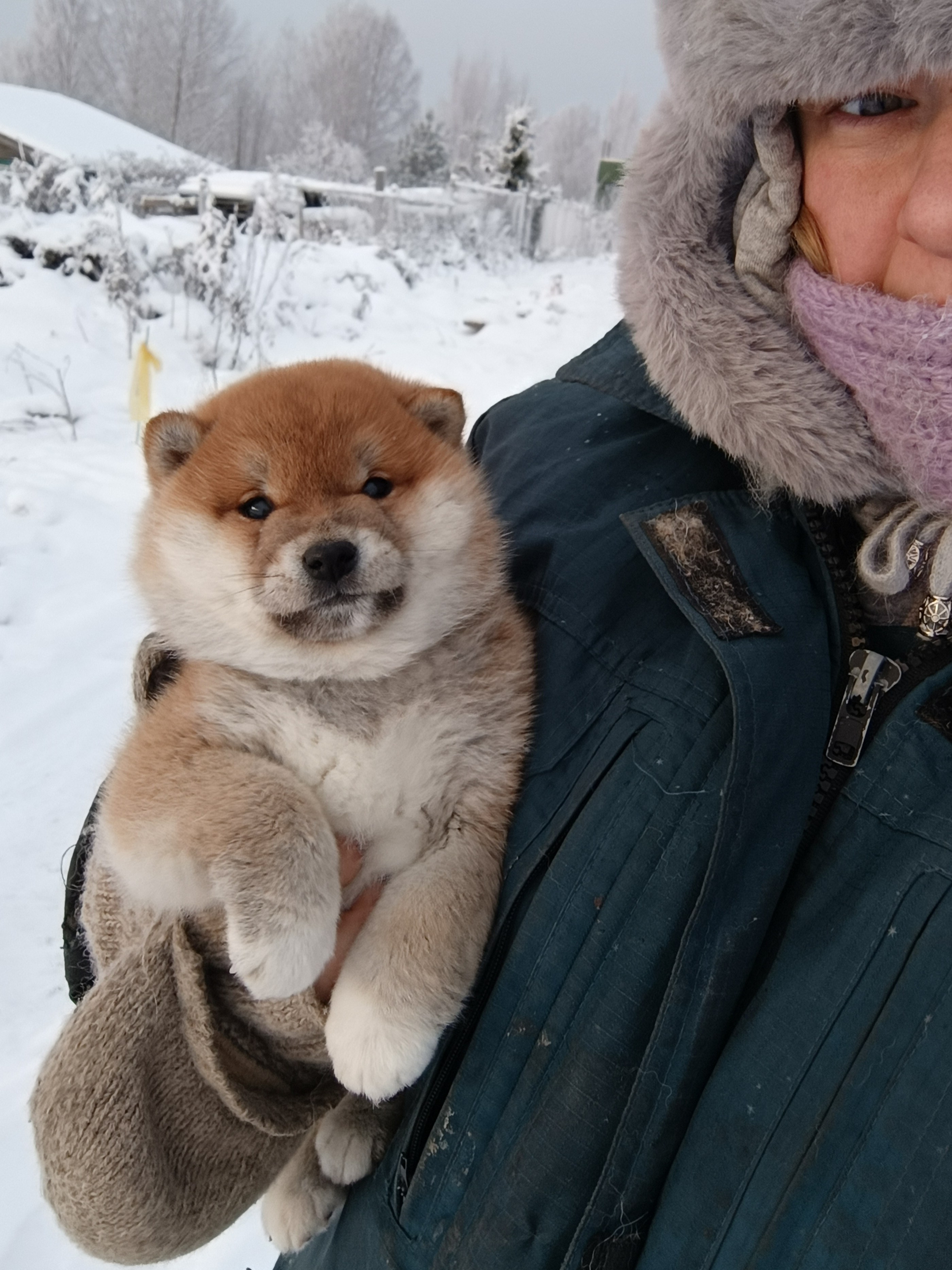 сиба питомник Рубилайт щенки на продажу rubylight  сиба щенки купить СПб Санкт-Петербург 