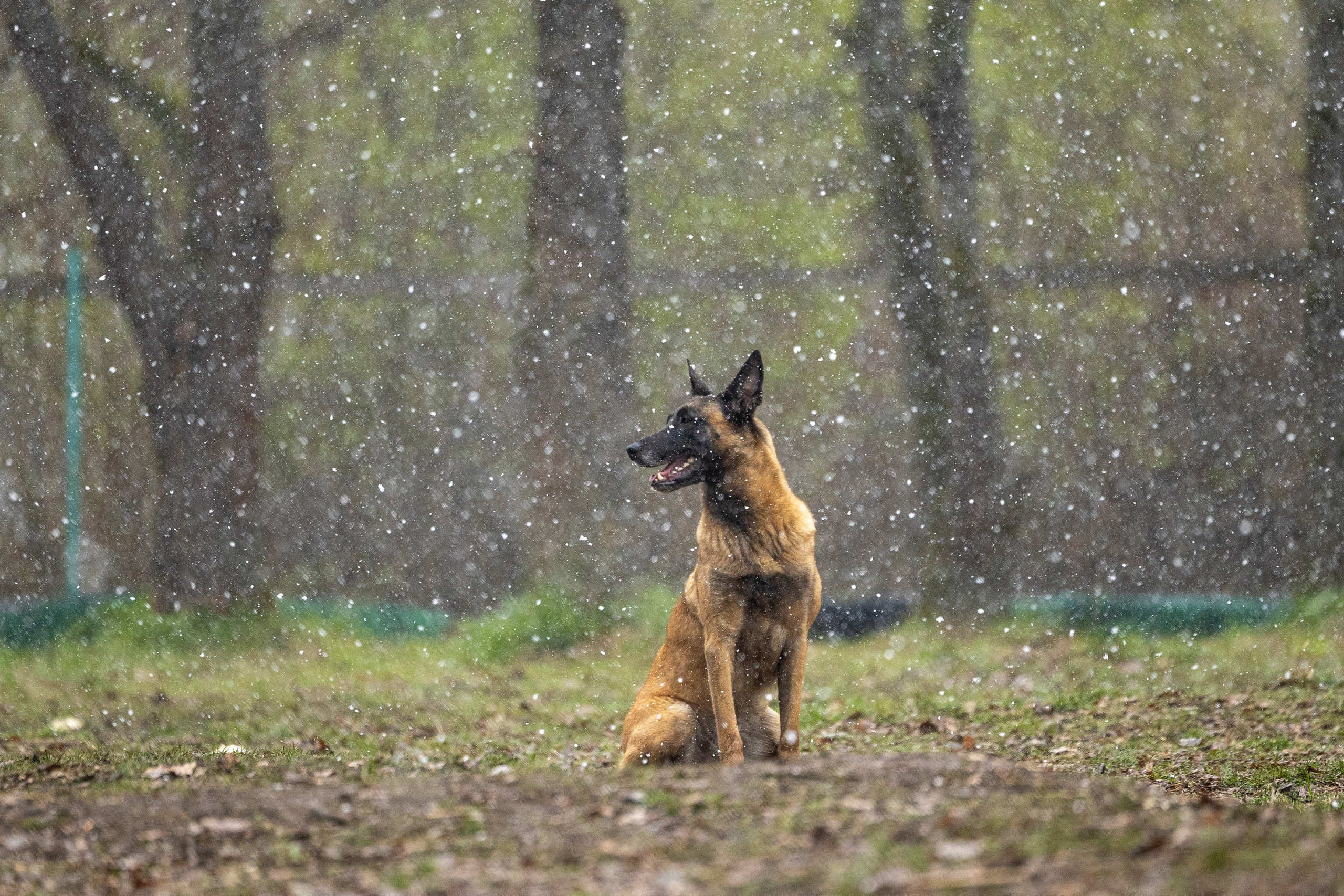 Квалификационные состязания по мондьорингу г. Вологда 11.05.24. Фотограф-анималист Анна Маринич