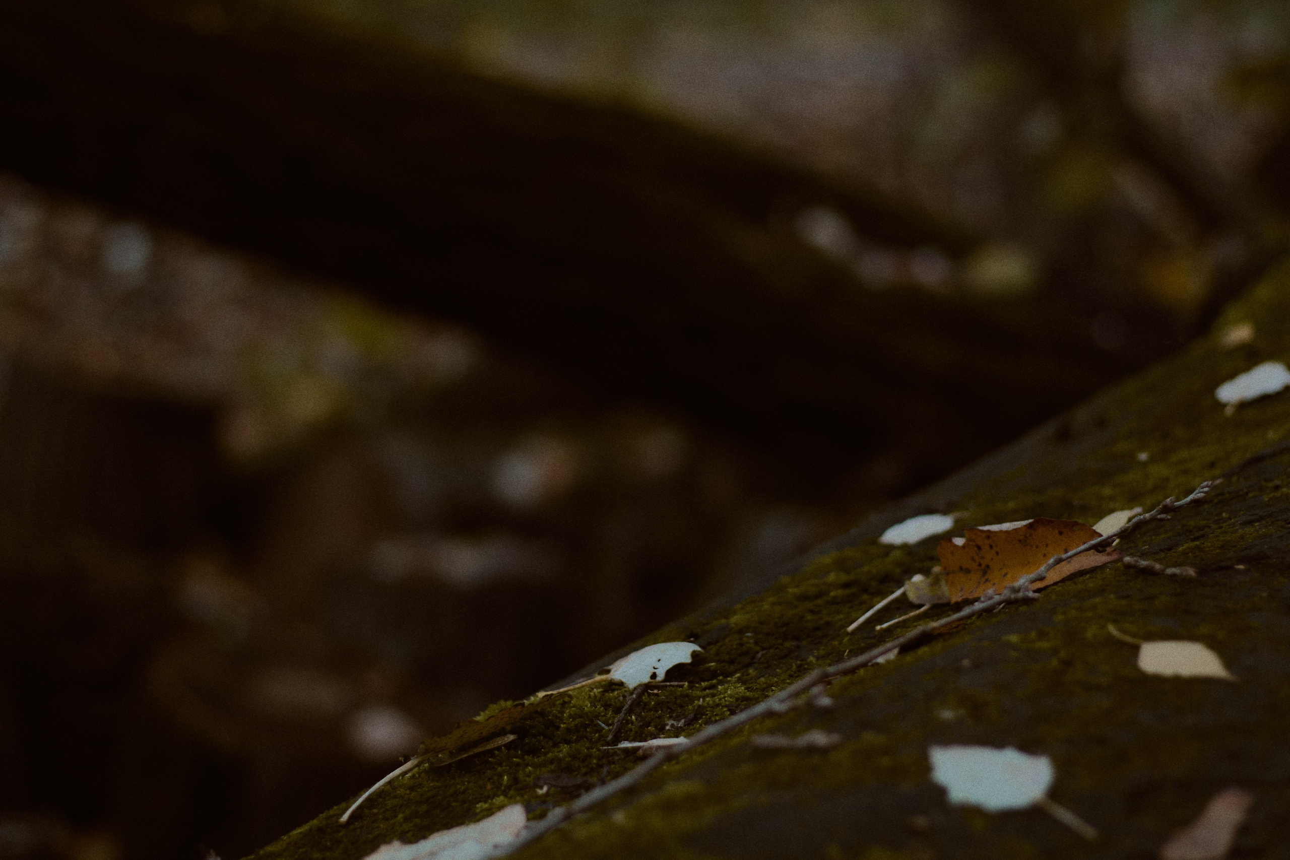 Агата и Даниил. Фотограф лавстори Москва/МО Приятелева Ангелина