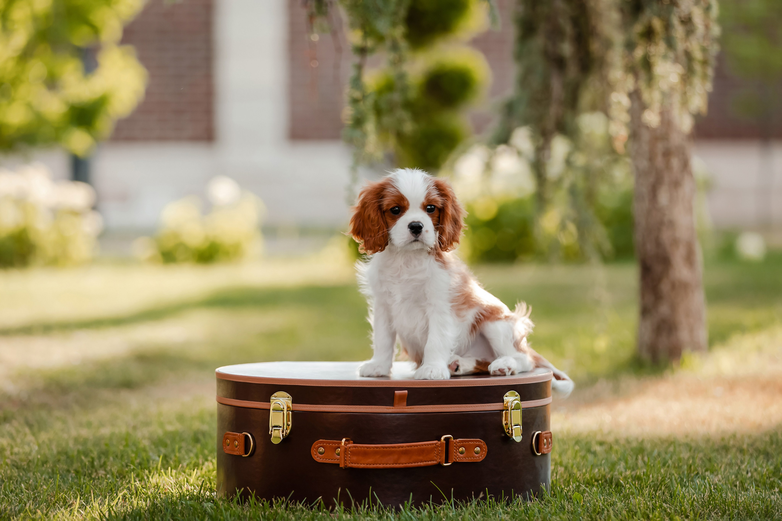 Фотосъёмка щенков. Фотограф-анималист в Краснодаре Маша Мельникова
