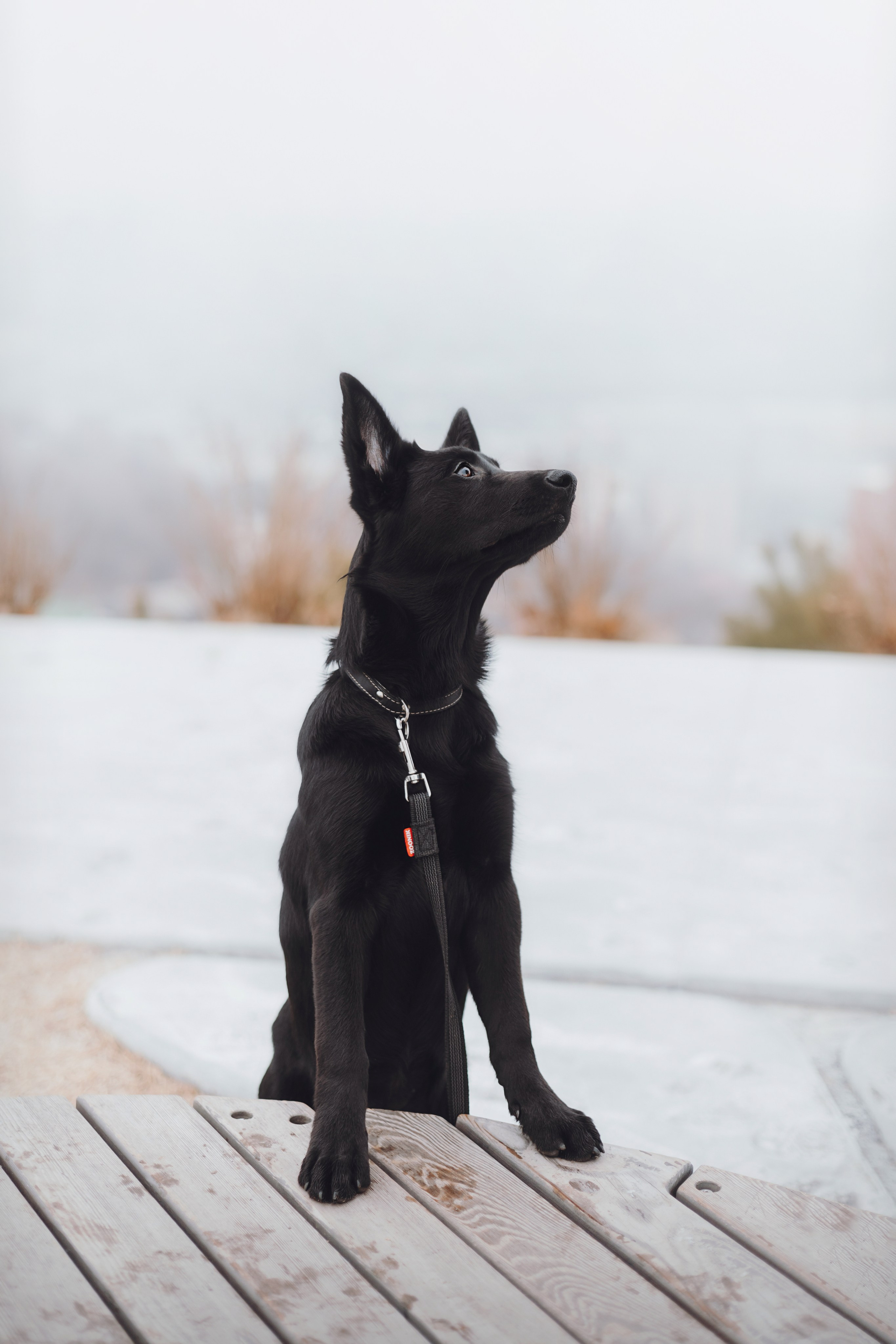 Ксения и Юта. Фотограф — анималист Владивосток, Алина