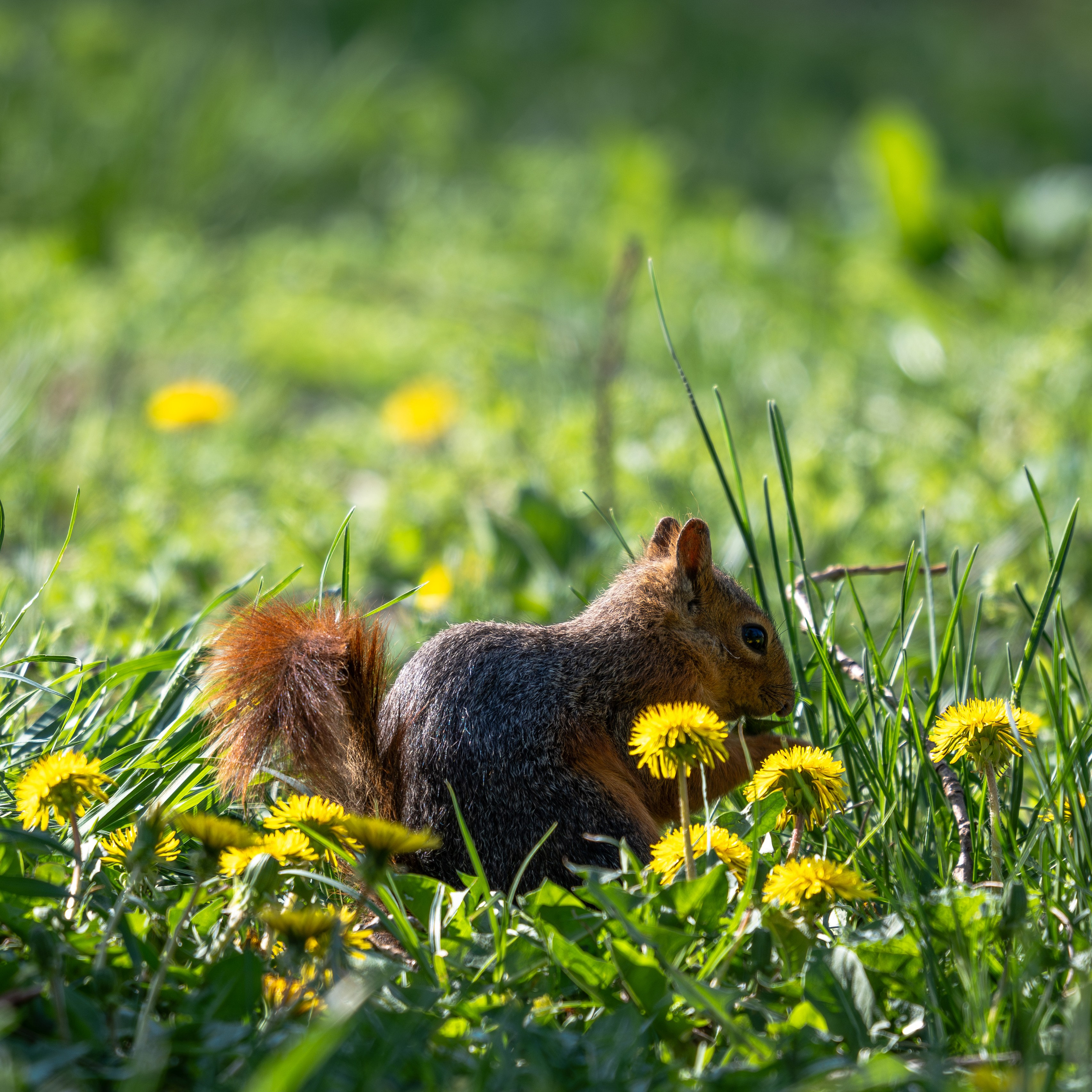 Окружение через объектив