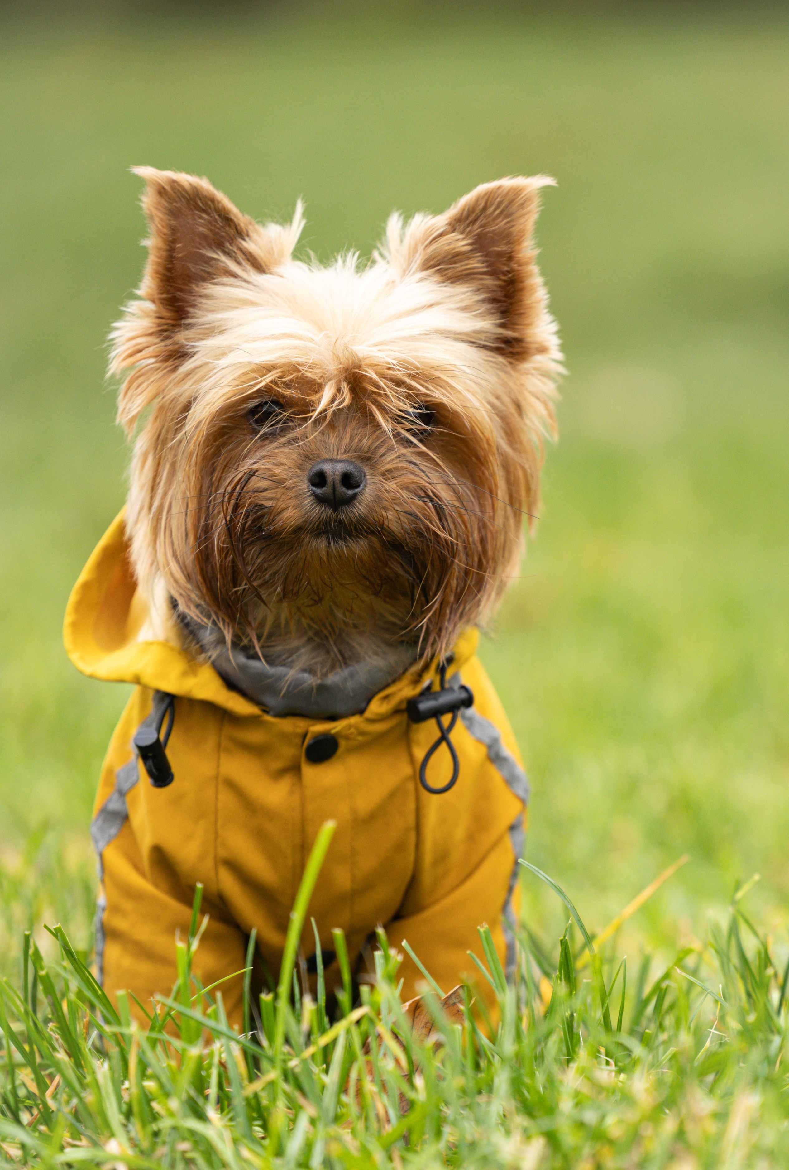 Джессика и Афродита. Виктория Михайловская. Фотограф-анималист. Москва