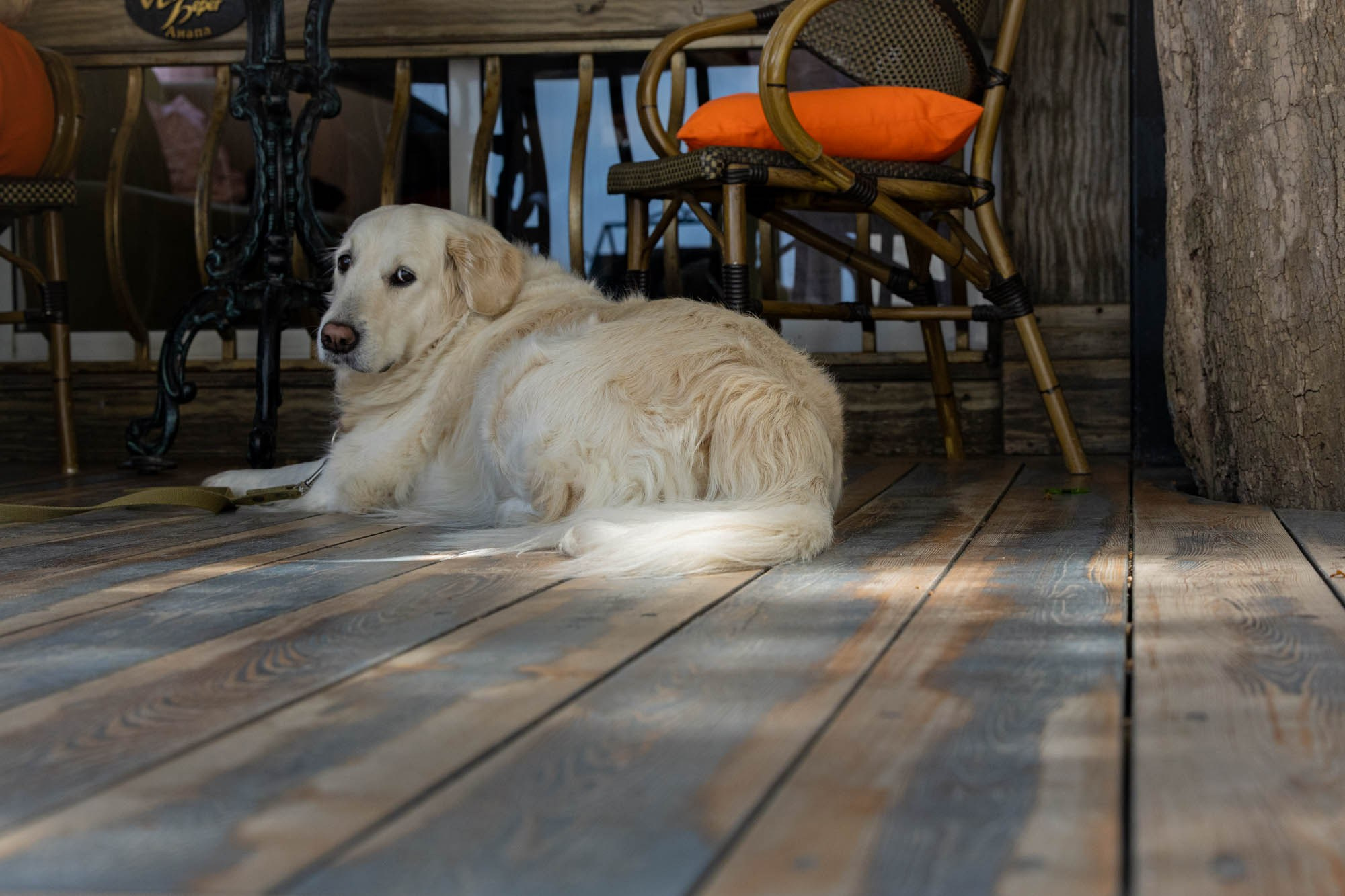 Анапа. Виктория Михайловская. Фотограф-анималист. Москва