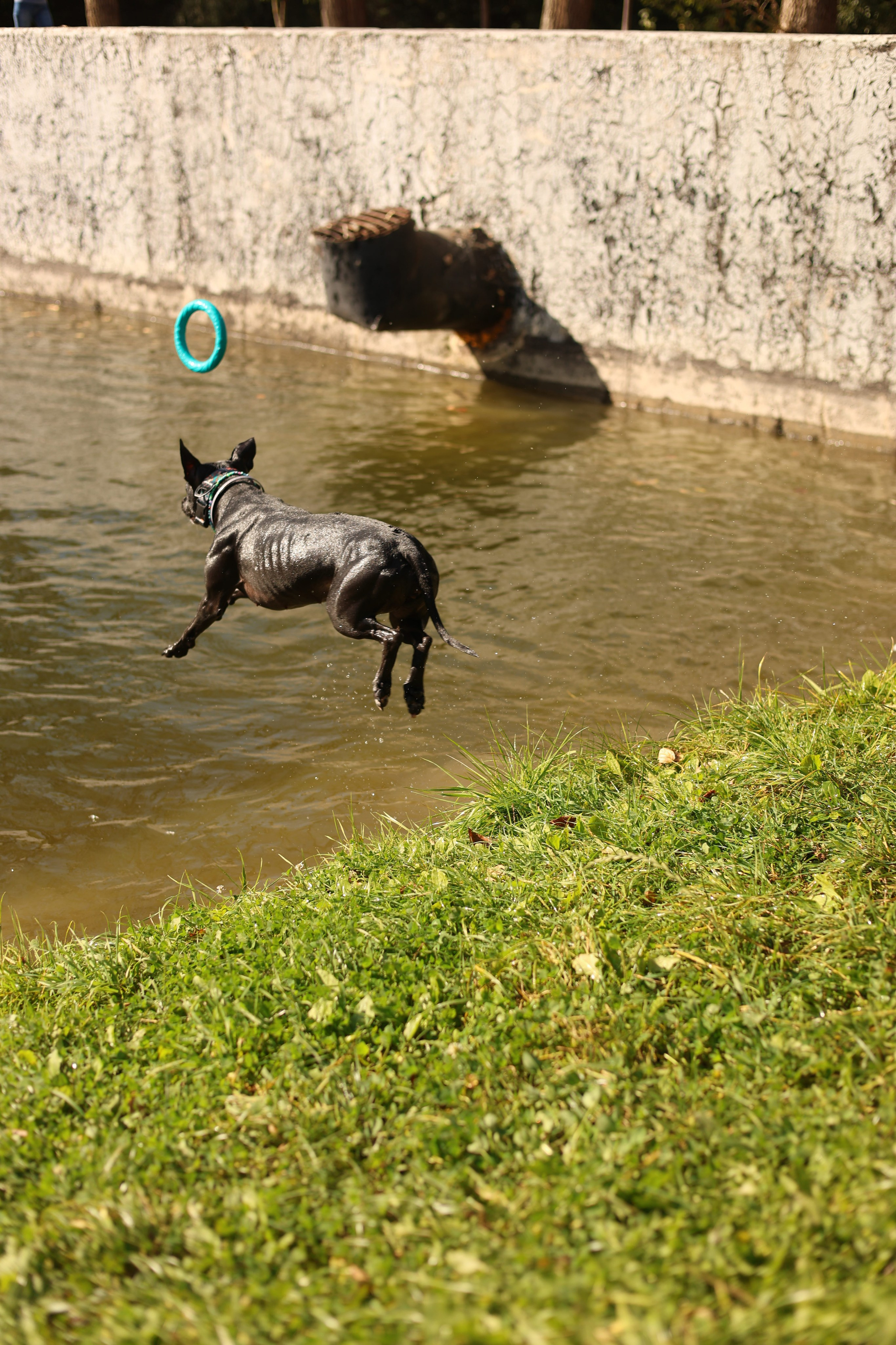Алена и Бора. Виктория Михайловская. Фотограф-анималист. Москва