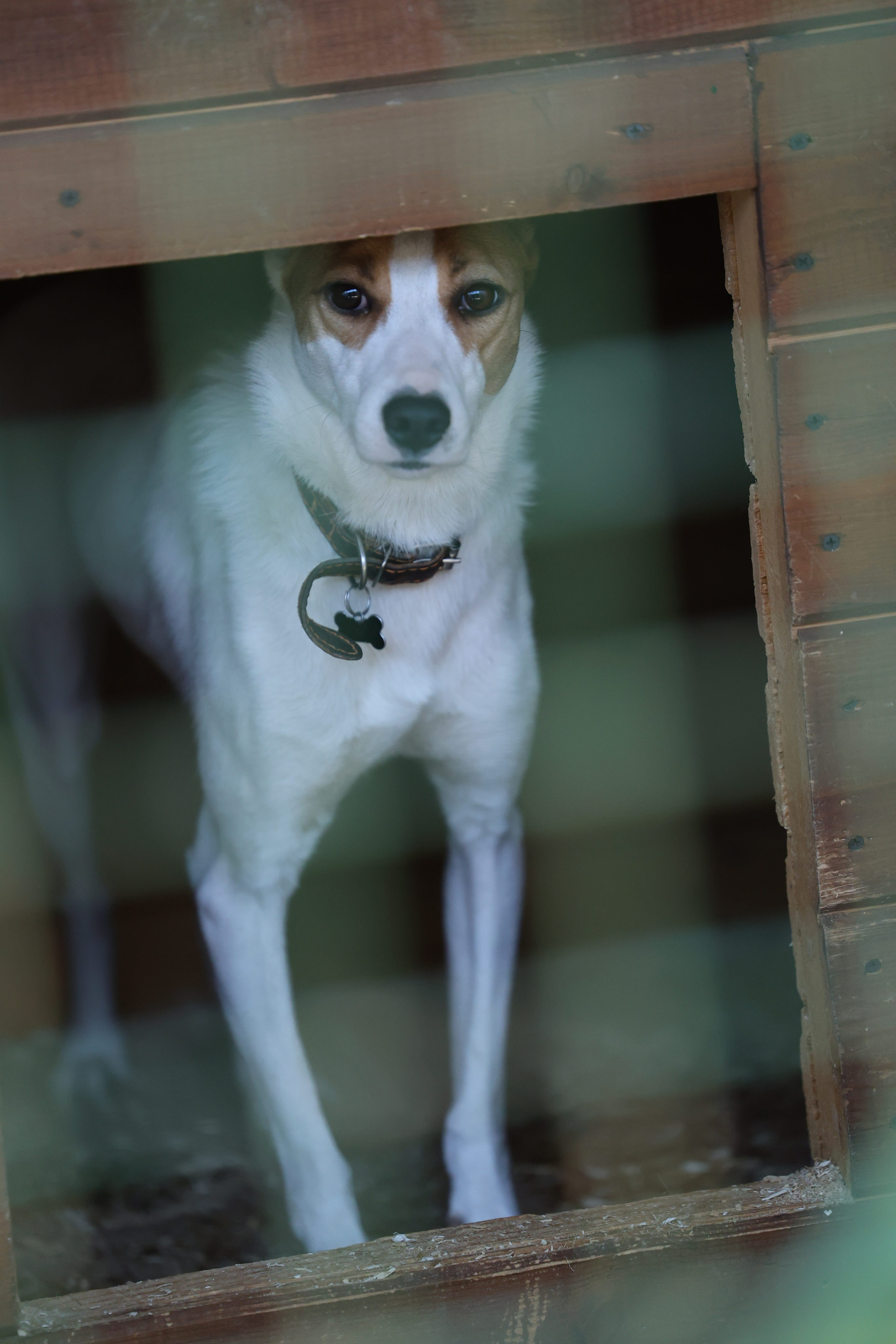 Приют. Виктория Михайловская. Фотограф-анималист. Москва