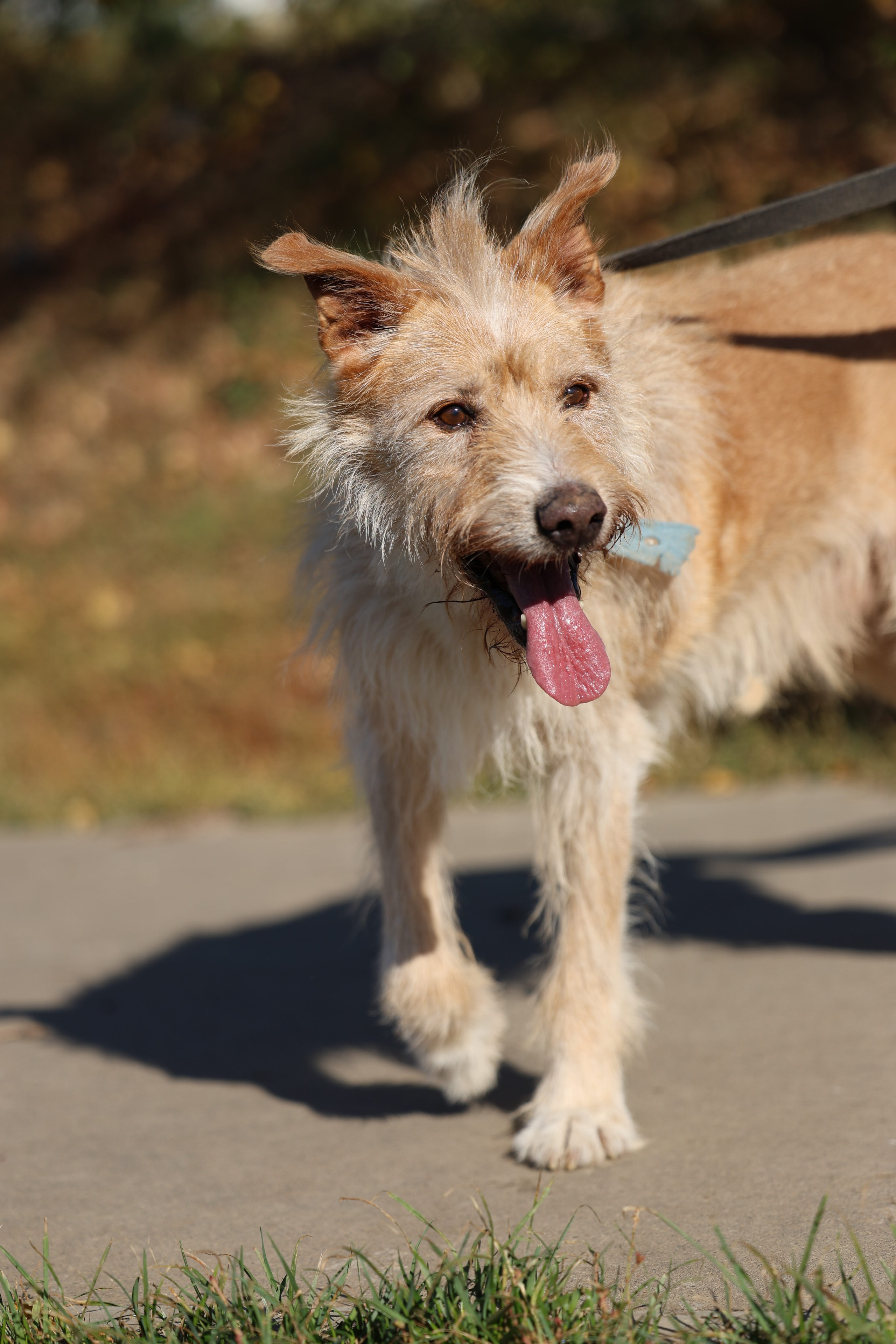 Приют. Виктория Михайловская. Фотограф-анималист. Москва