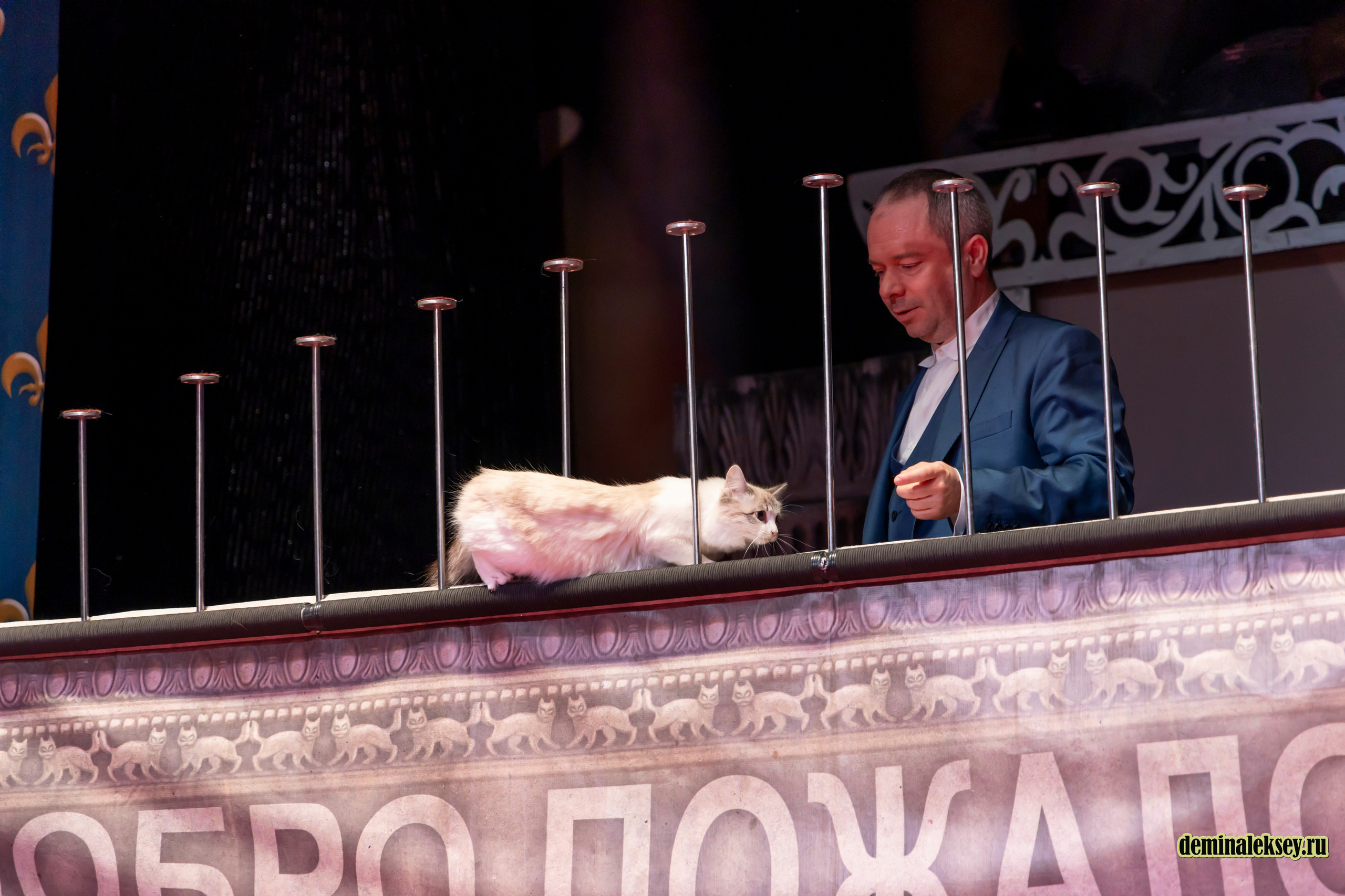 Театр кошек Куклачева 26 февраля 2025. Репортажный, семейный и студийный фотограф в Москве Демин Алексей