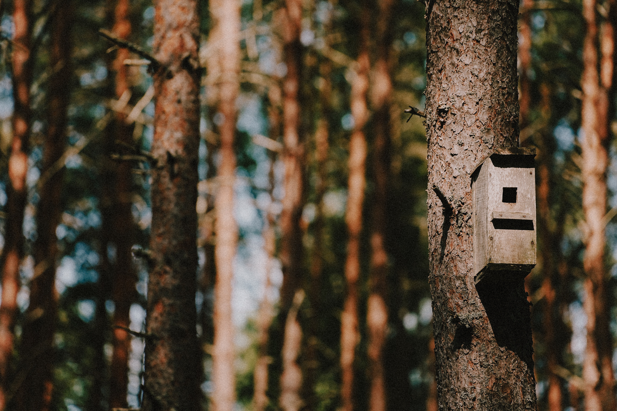 /РЕПОРТАЖ/ Велогонка Царь-Грейдер ONE 14.07.2023. Свадебный фотограф Великий Новгород Станислав Кособудский