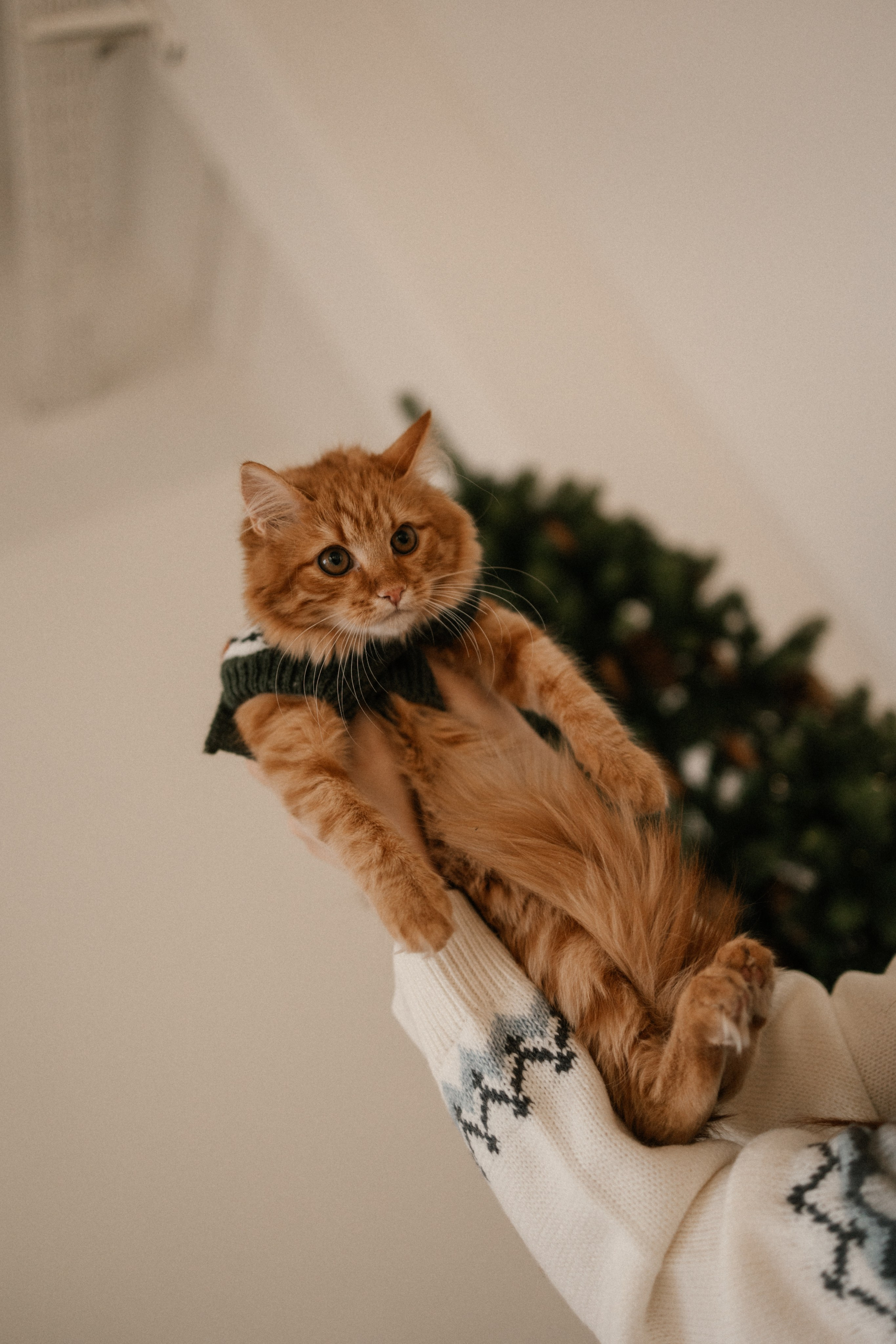 Камилла и ее девочки. Фотограф — Анималист | Санкт-Петербург