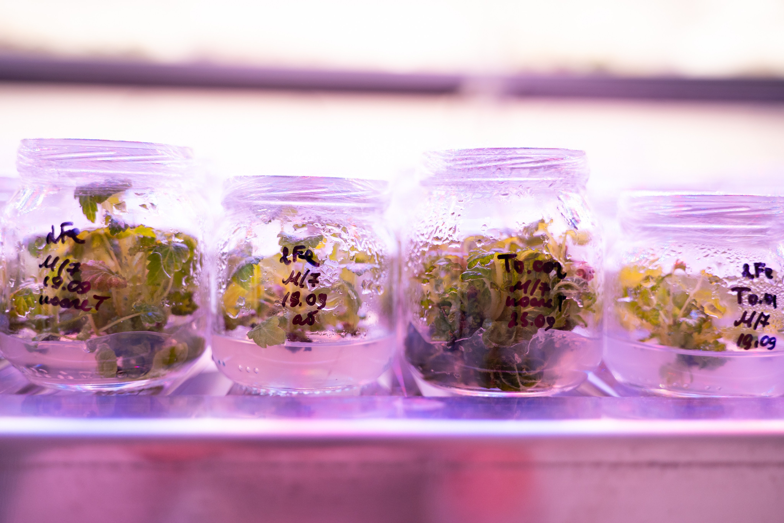 Международная конференция РАН