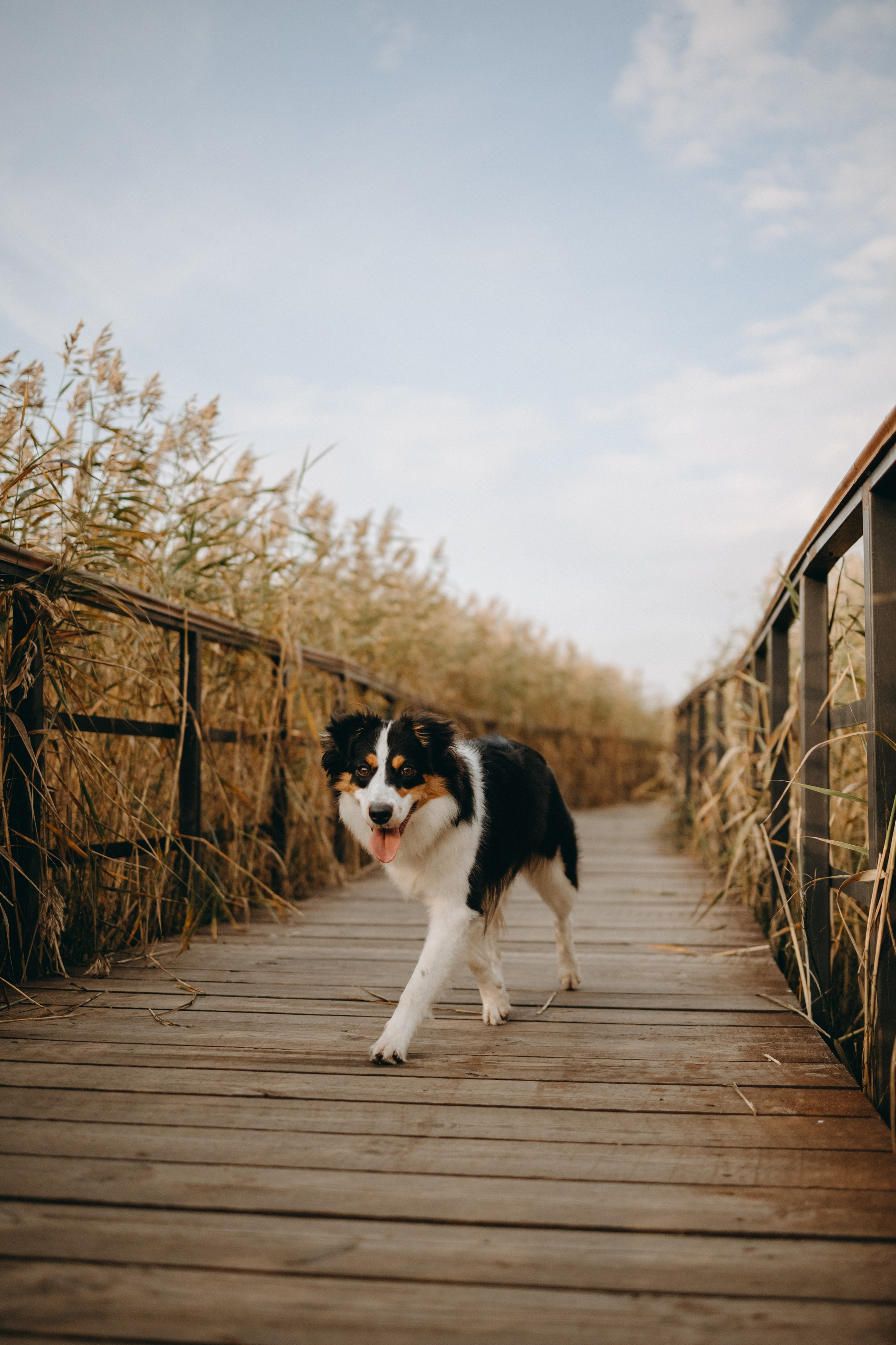 Пресеты. Фотограф — Анималист | Санкт-Петербург