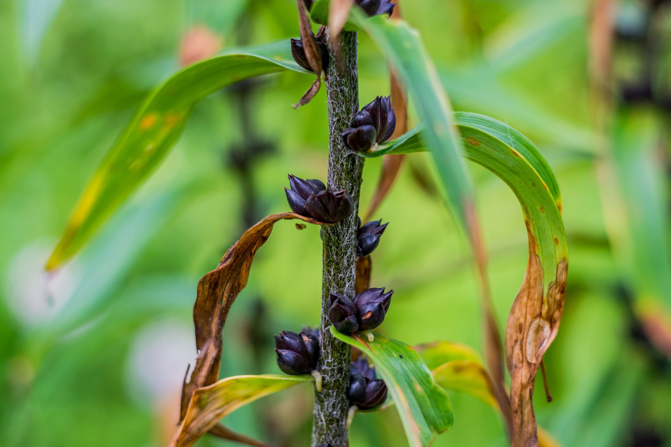 Антон Курдюмов фотограф в Хабаровске Рина Курдюмова фото27 foto27 Антон Дорофеев репортажный репортаж документалист Тони и Рина фотосоздатели Виноградники Хехцир 2024 Хабаровск виноград дикий фермер фермерство дачный сезон
