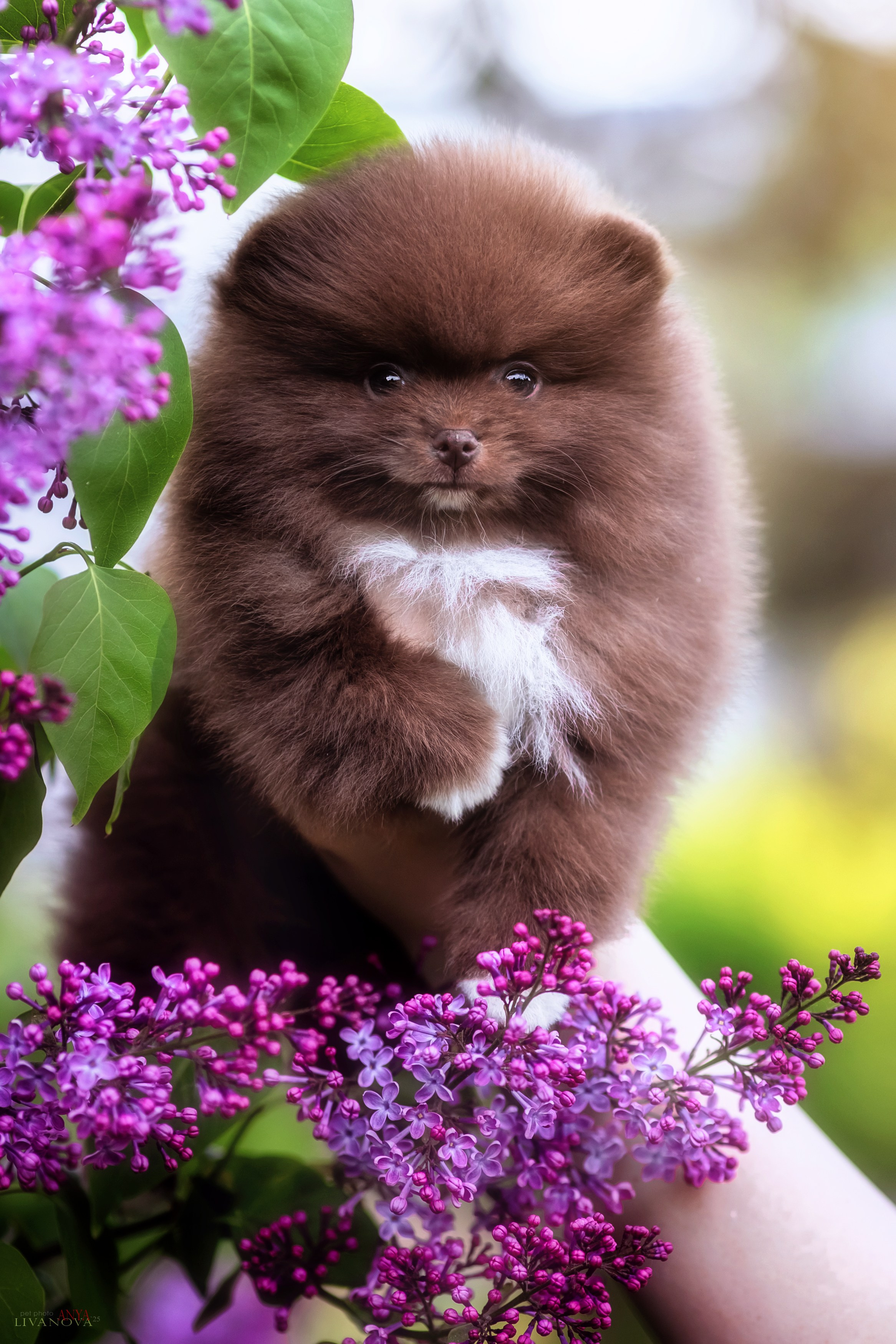 Шпицы. Фотограф анималист Аня Ливанова | Рыбинск