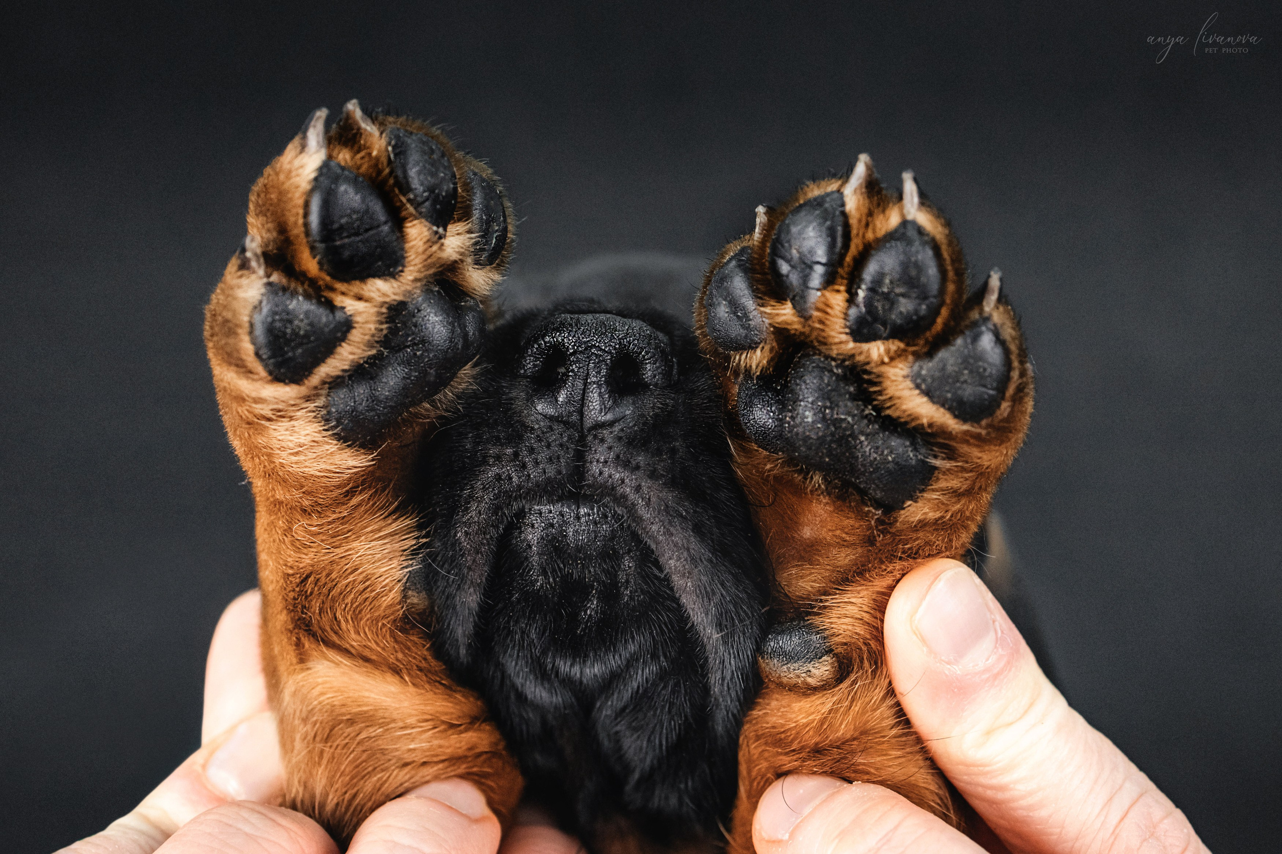 Баварки. Фотограф анималист Аня Ливанова | Рыбинск