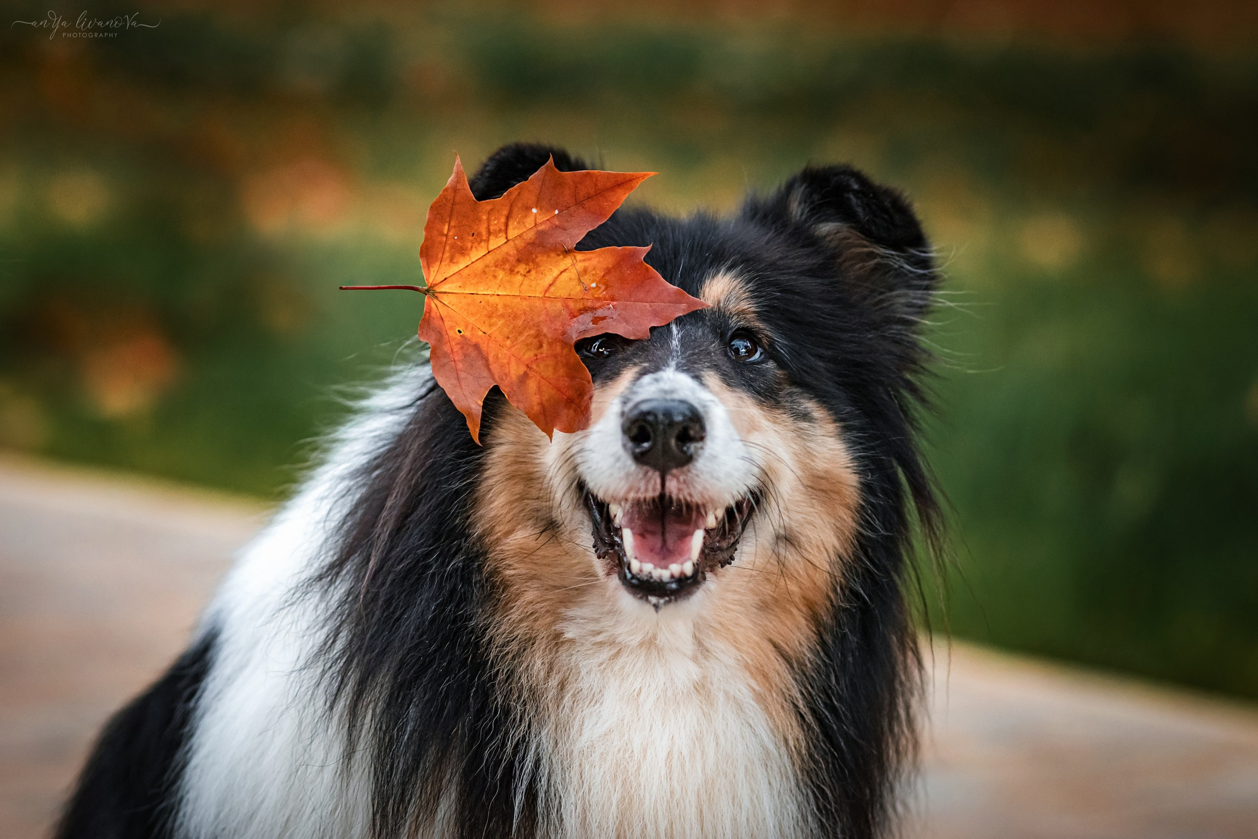 Оля и Вива. Фотограф анималист Аня Ливанова | Рыбинск