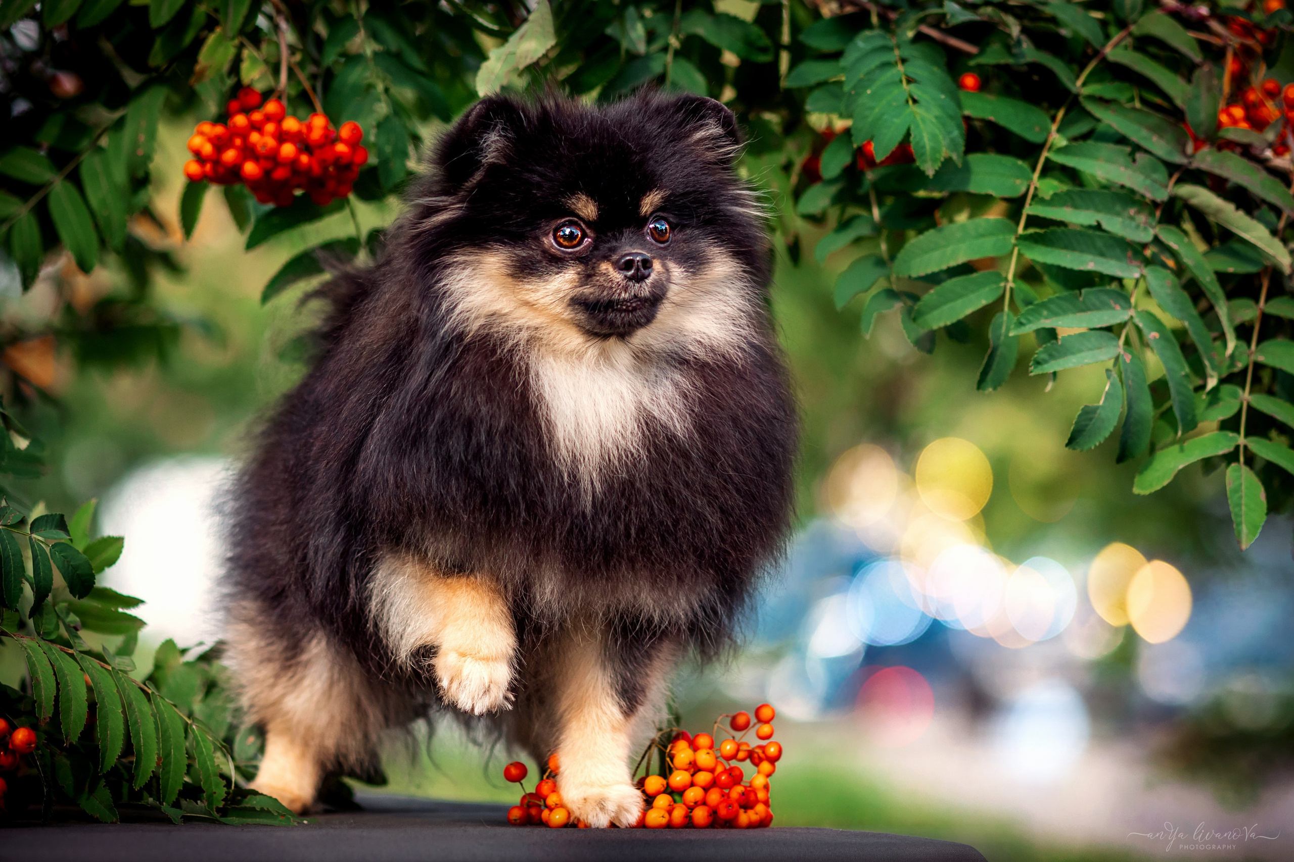 Рябинки. Фотограф анималист Аня Ливанова | Рыбинск