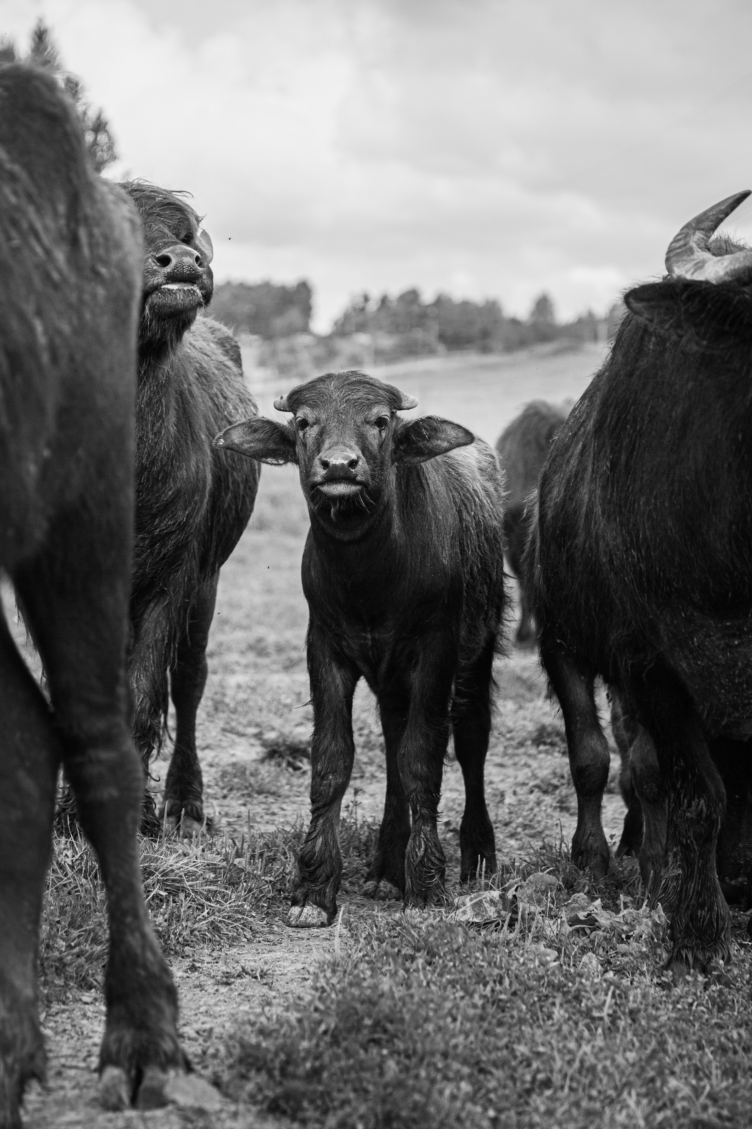 Элла Ферма. Юлия Космо — фуд-фотограф, предметный стилист, Москва