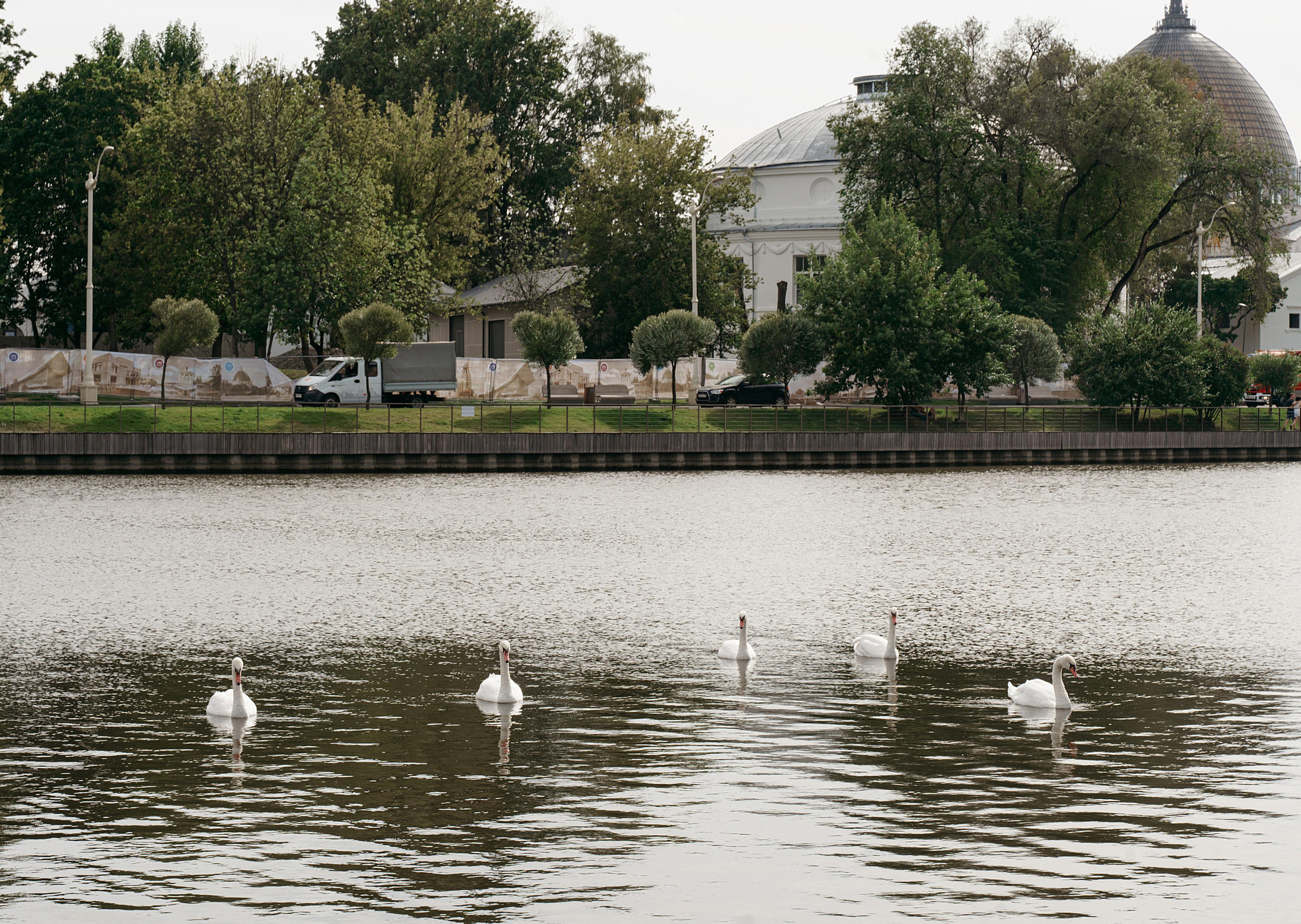 Антон и Анастасия (прогулка и ЗАГС). Свадебный фотограф