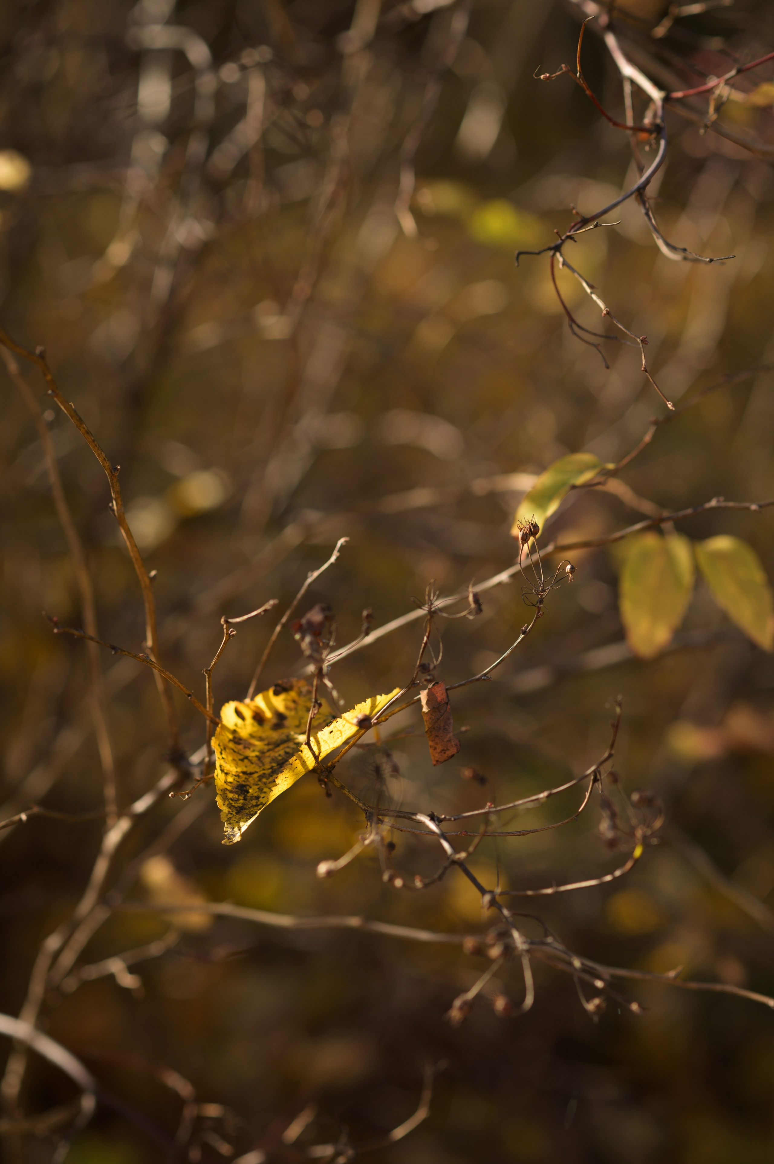 Осенние листья. Анна Боровикова, фотограф Пушкино