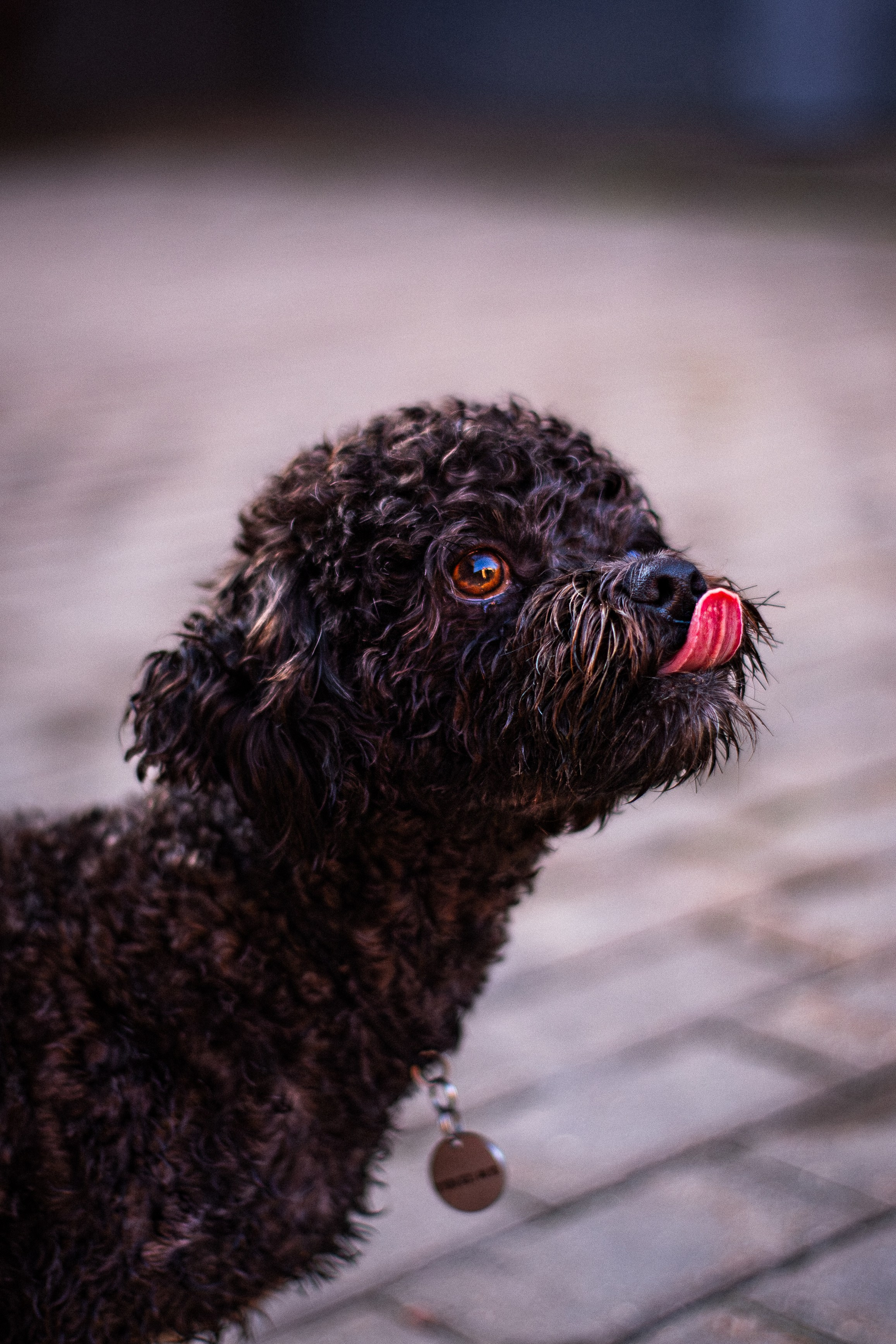 Анна и Бруно. Фотограф-анималист Мария Баркевич | Москва