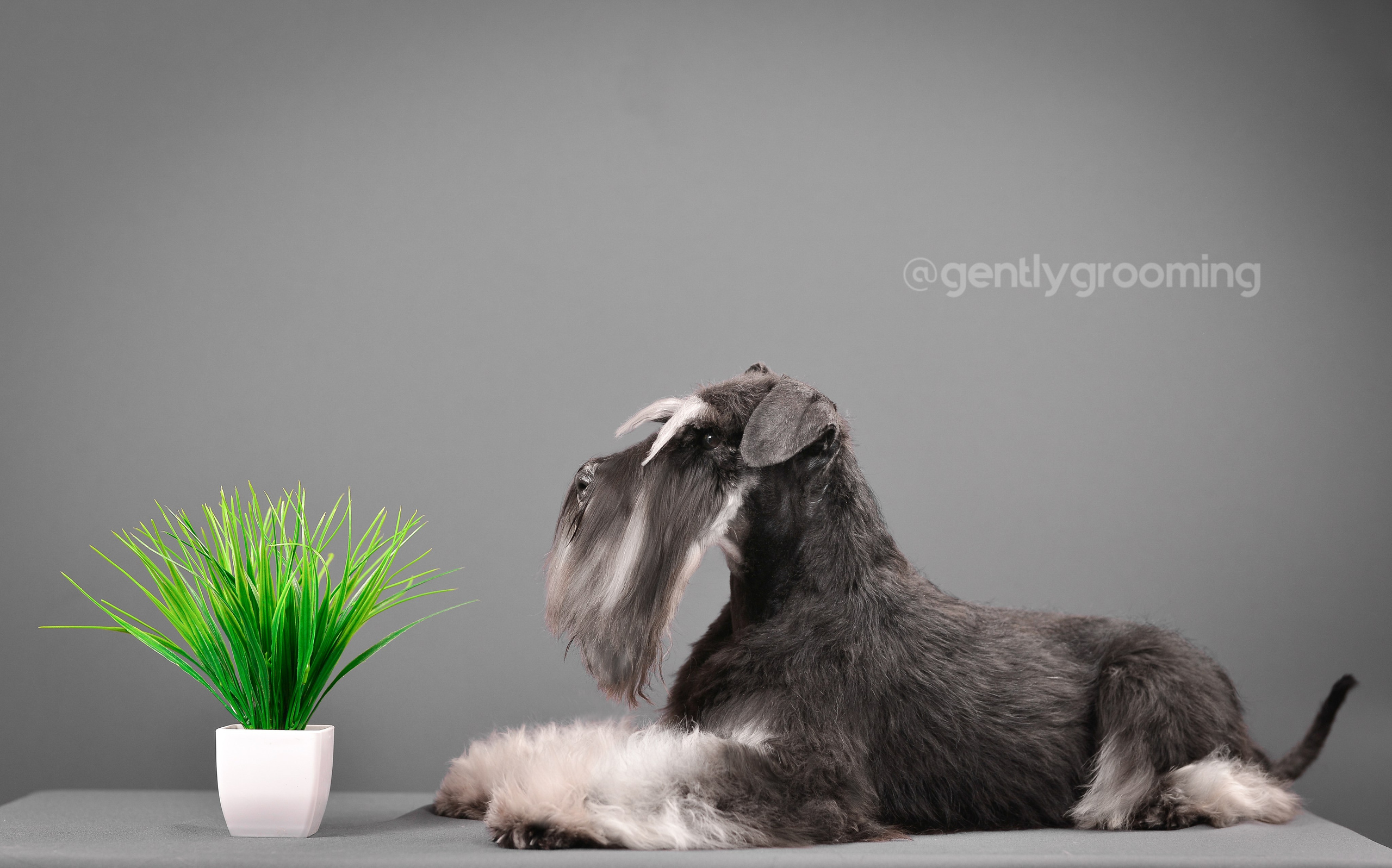 Шайн/Delinso Balance Oushen Moonshine. Питомник цвергшнауцеров в Беларуси «Делинсо Бэлэнс»