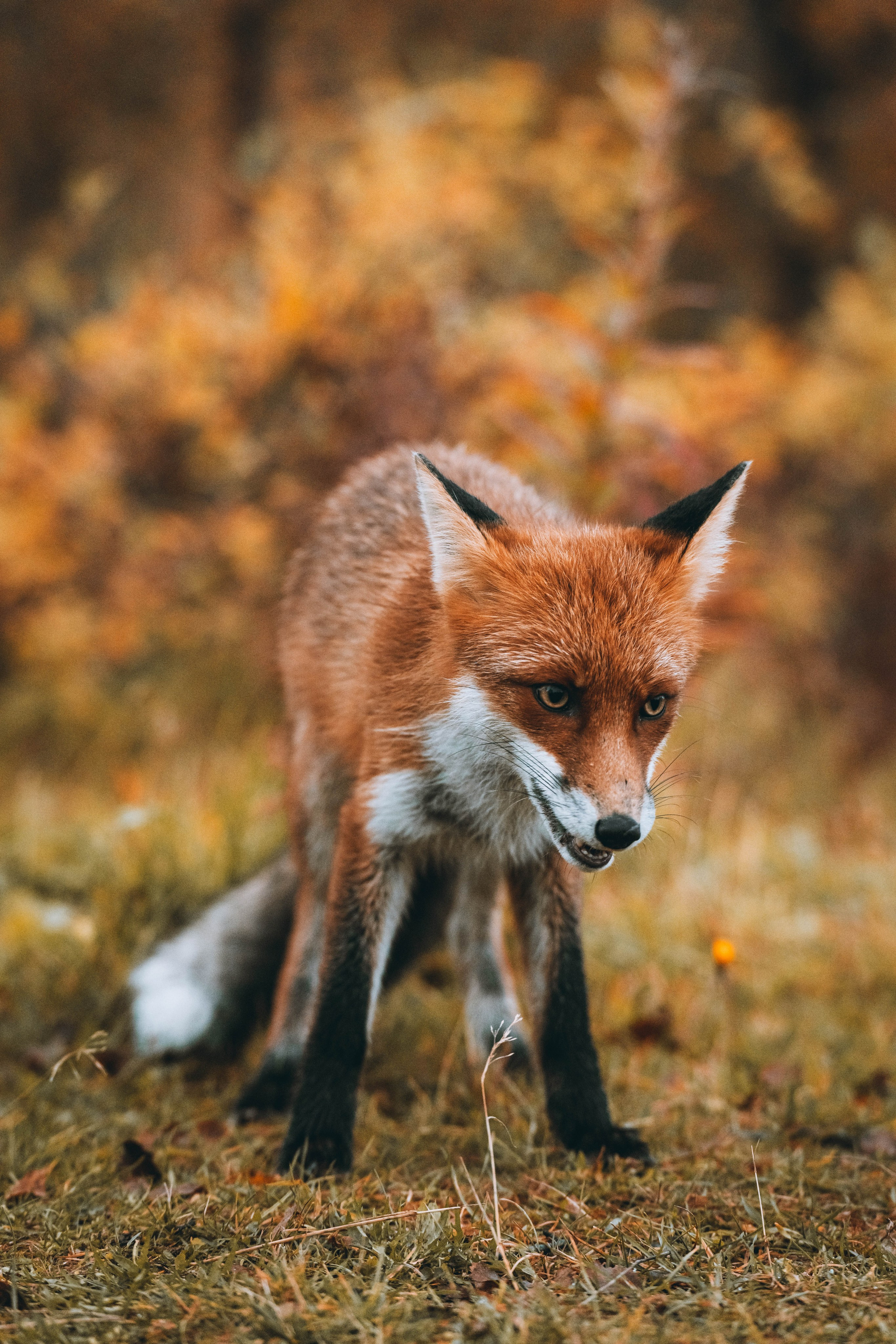 СЕВЕР. Event фотограф Степанова Александра