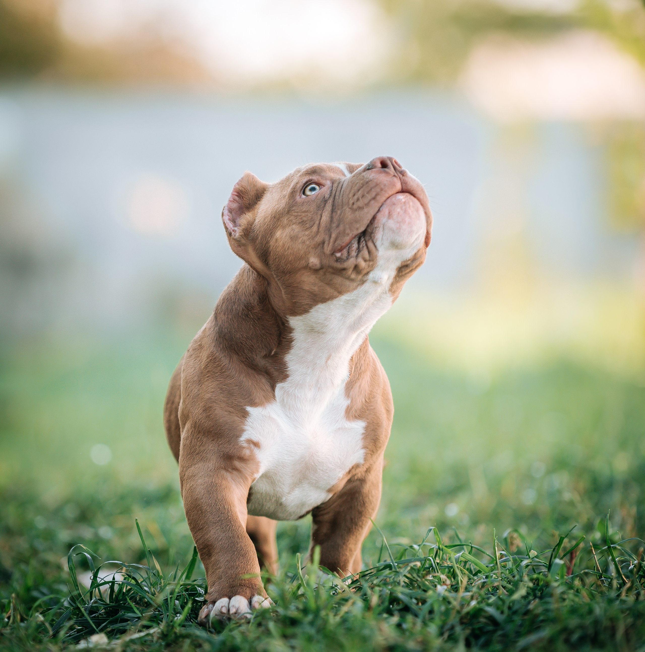 Американский булли щенки. Главная