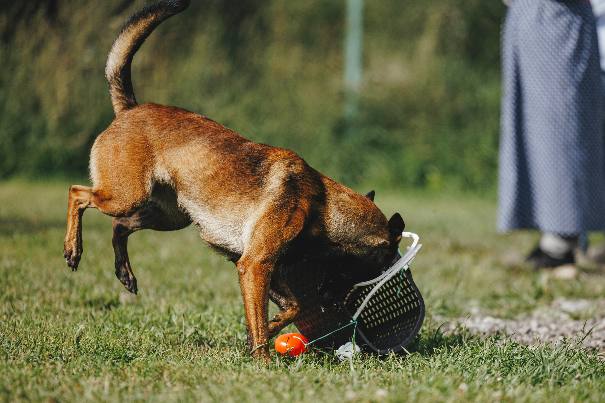 08.08.25-10.08.25 ЧР по мондьорингу г. Вологда. Фотограф-анималист Анна Маринич