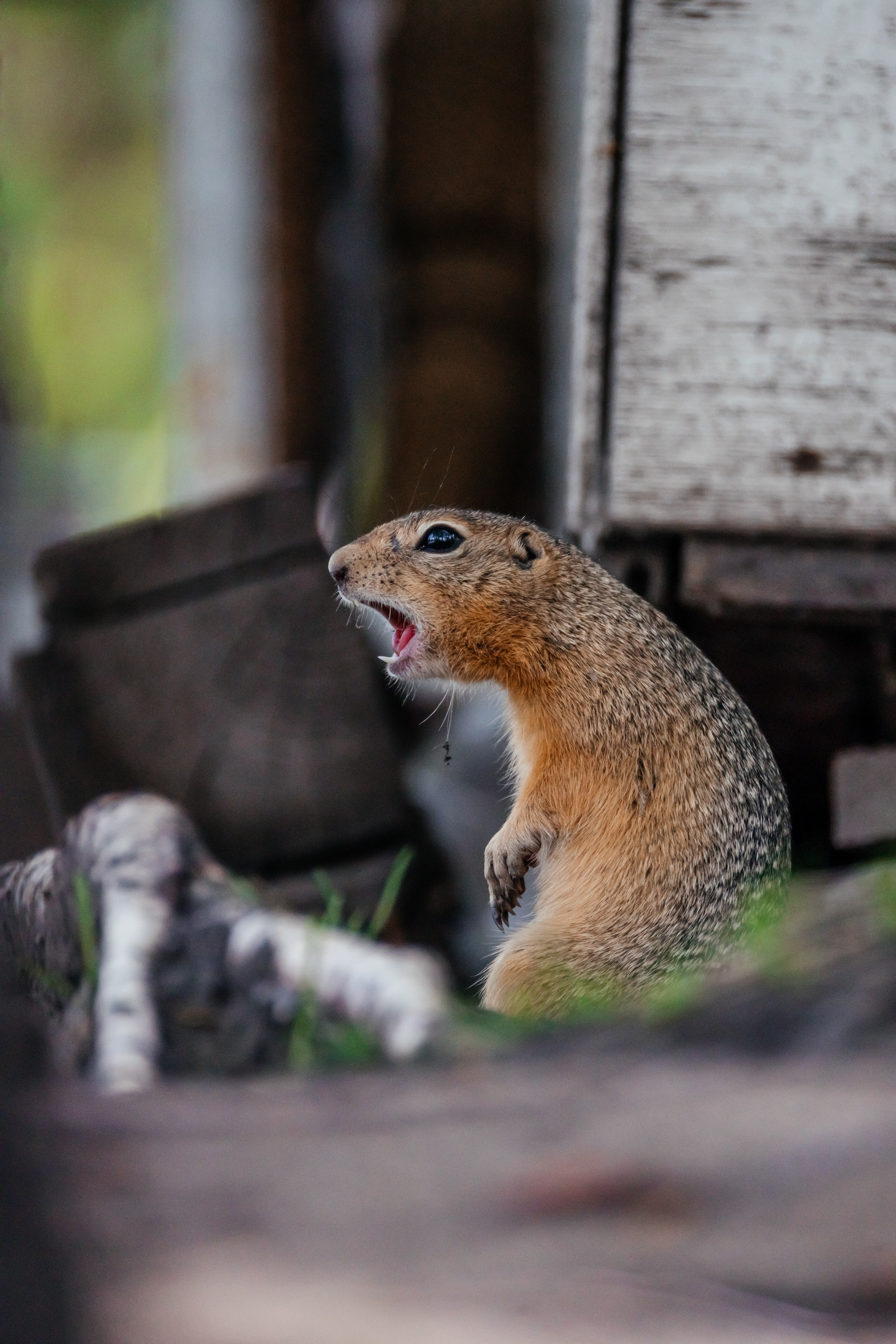 Суслики. Фотограф в Красноярске Оксана Корчагина