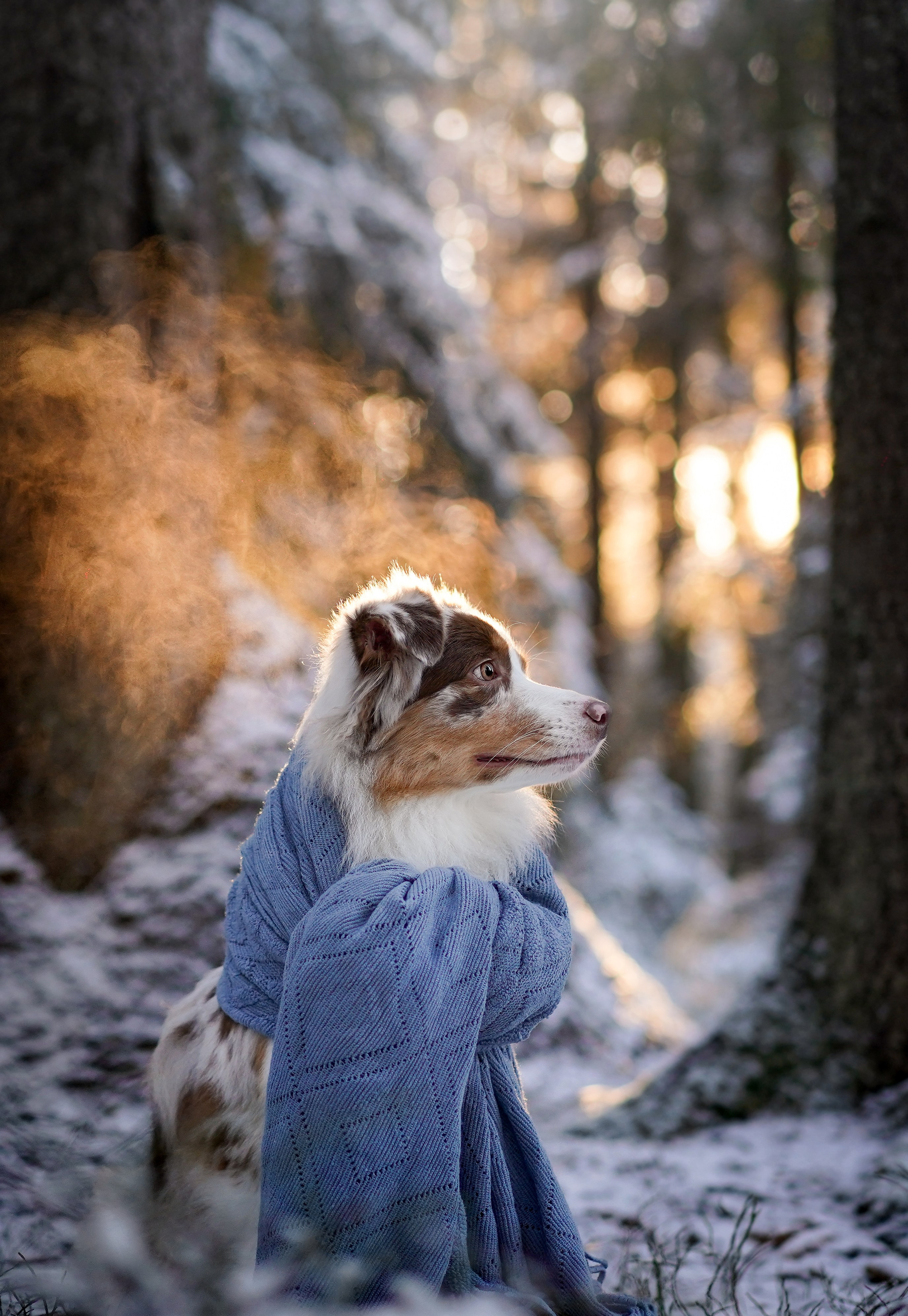 Панда зимний лес. Фотограф-анималист в Санкт-Петербурге Яна Мартынова